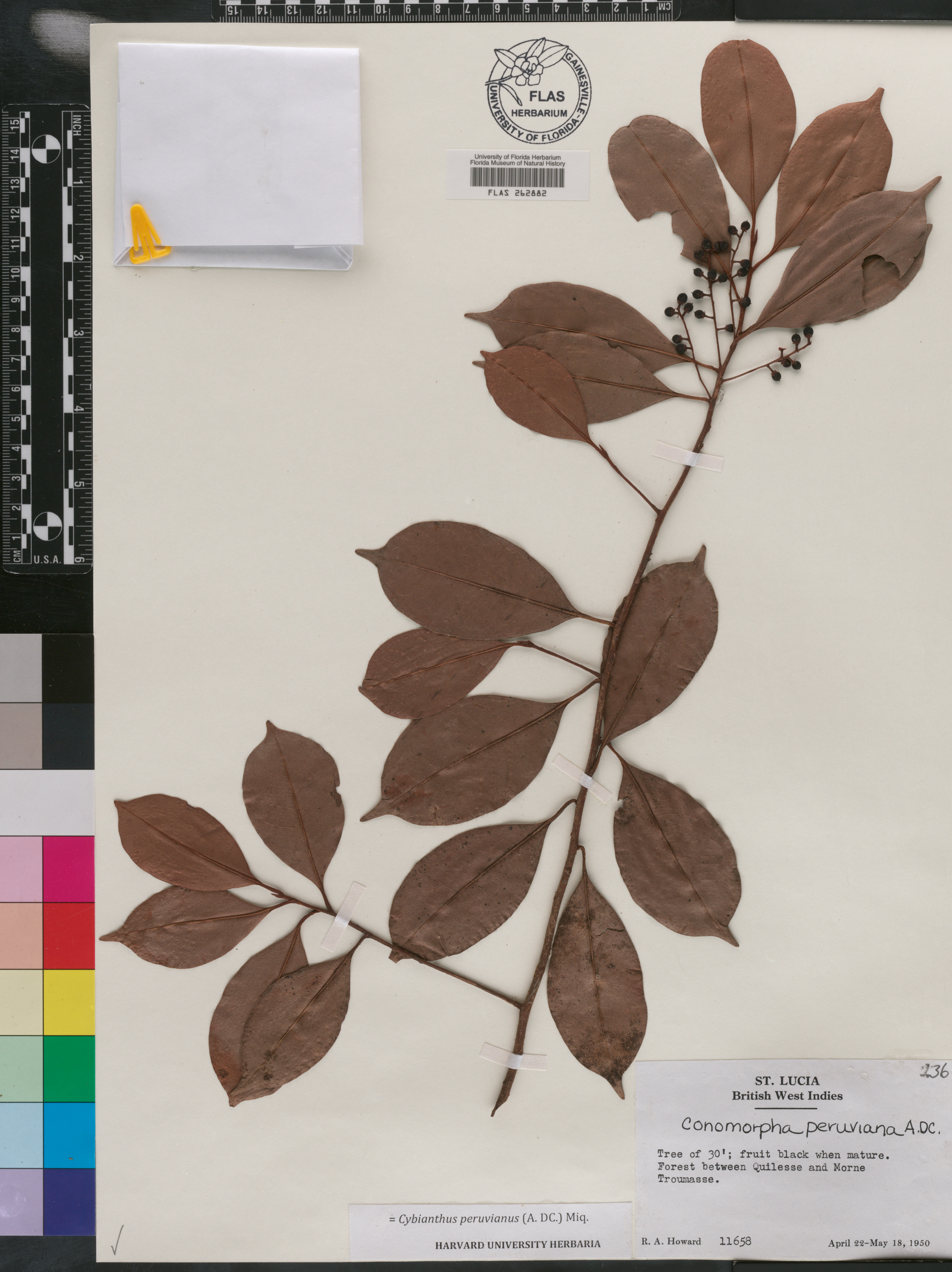 Cybianthus peruvianus image