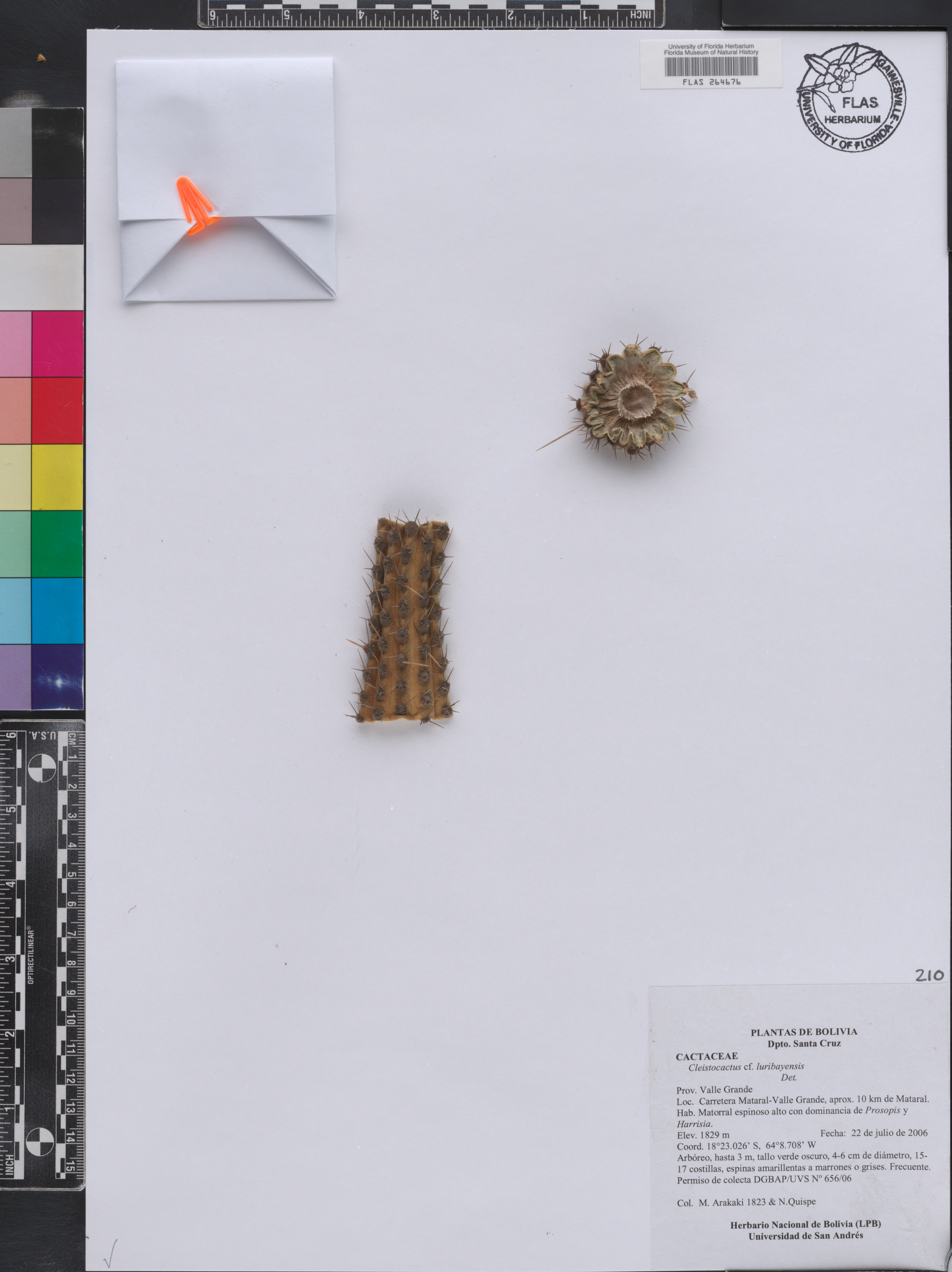 Cleistocactus luribayensis image