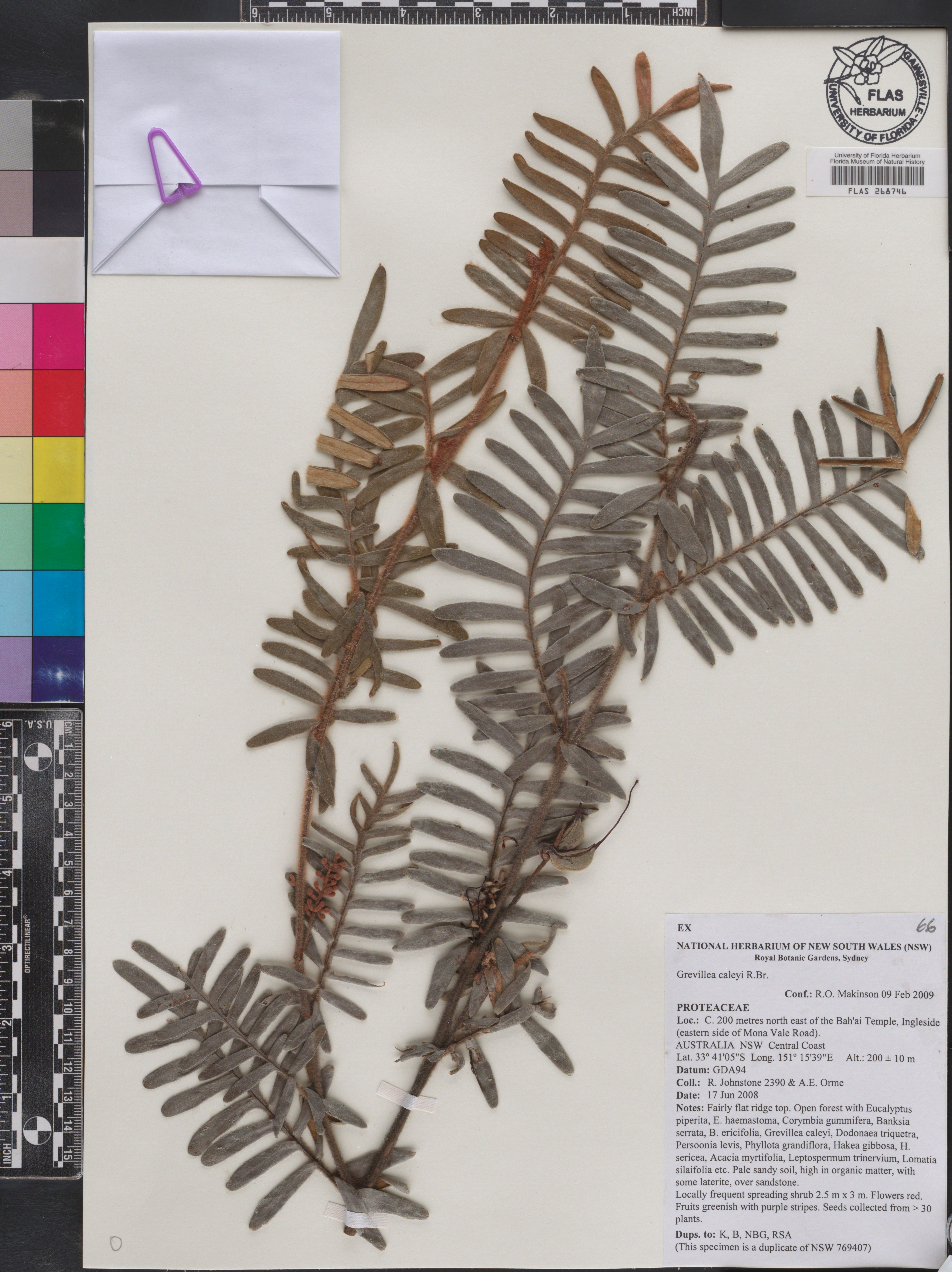 Grevillea caleyi image