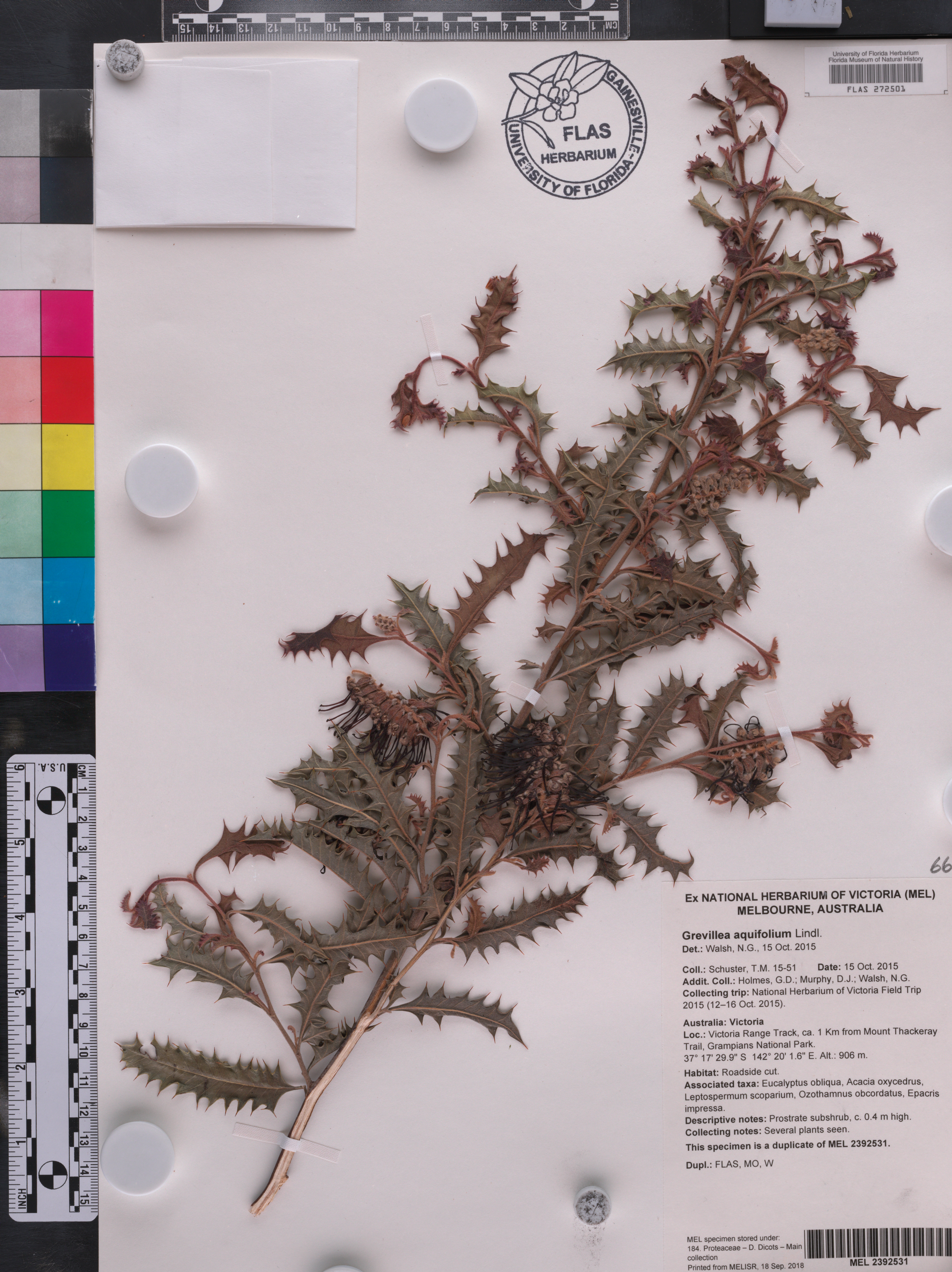 Grevillea aquifolium image