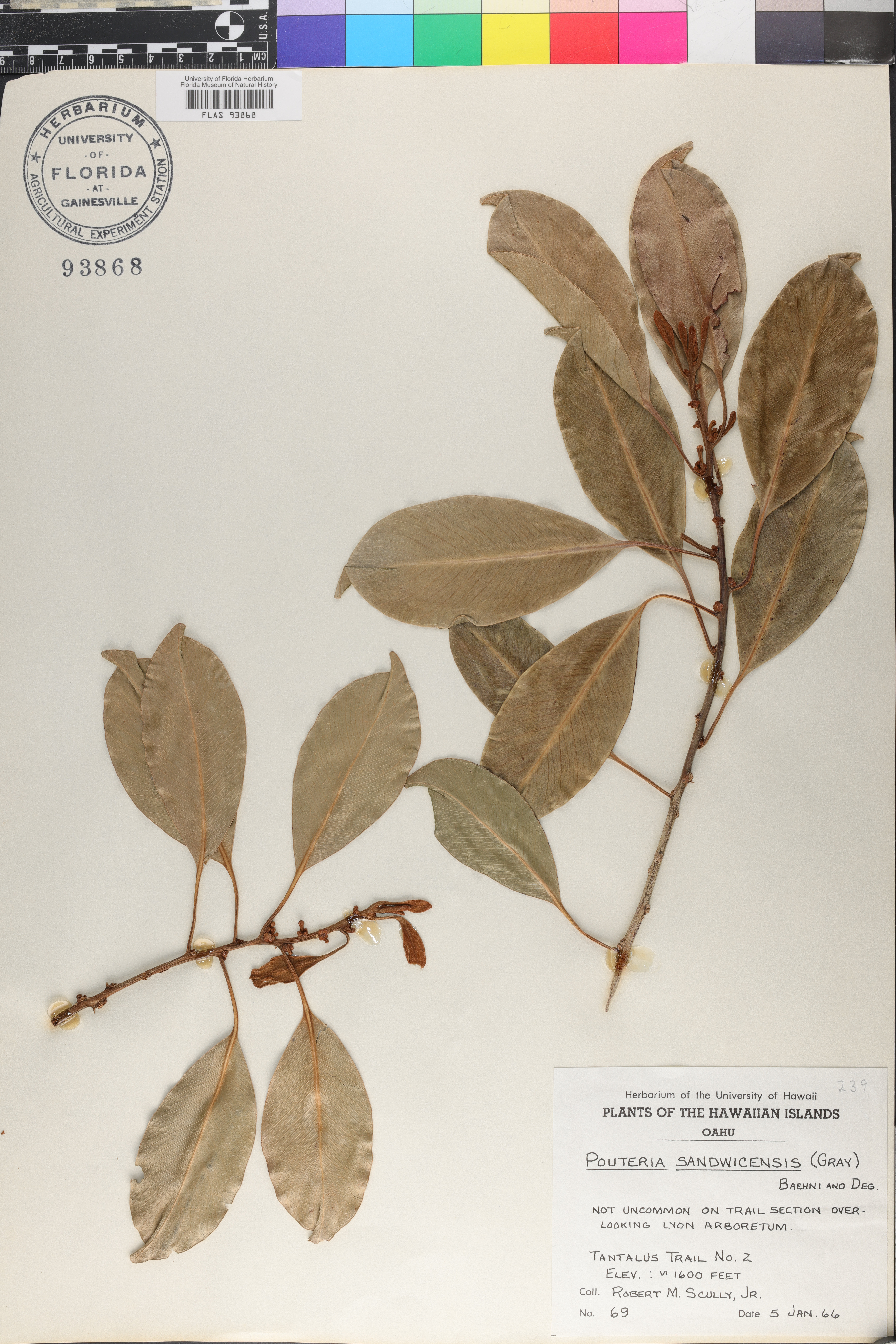Pouteria sandwicensis image