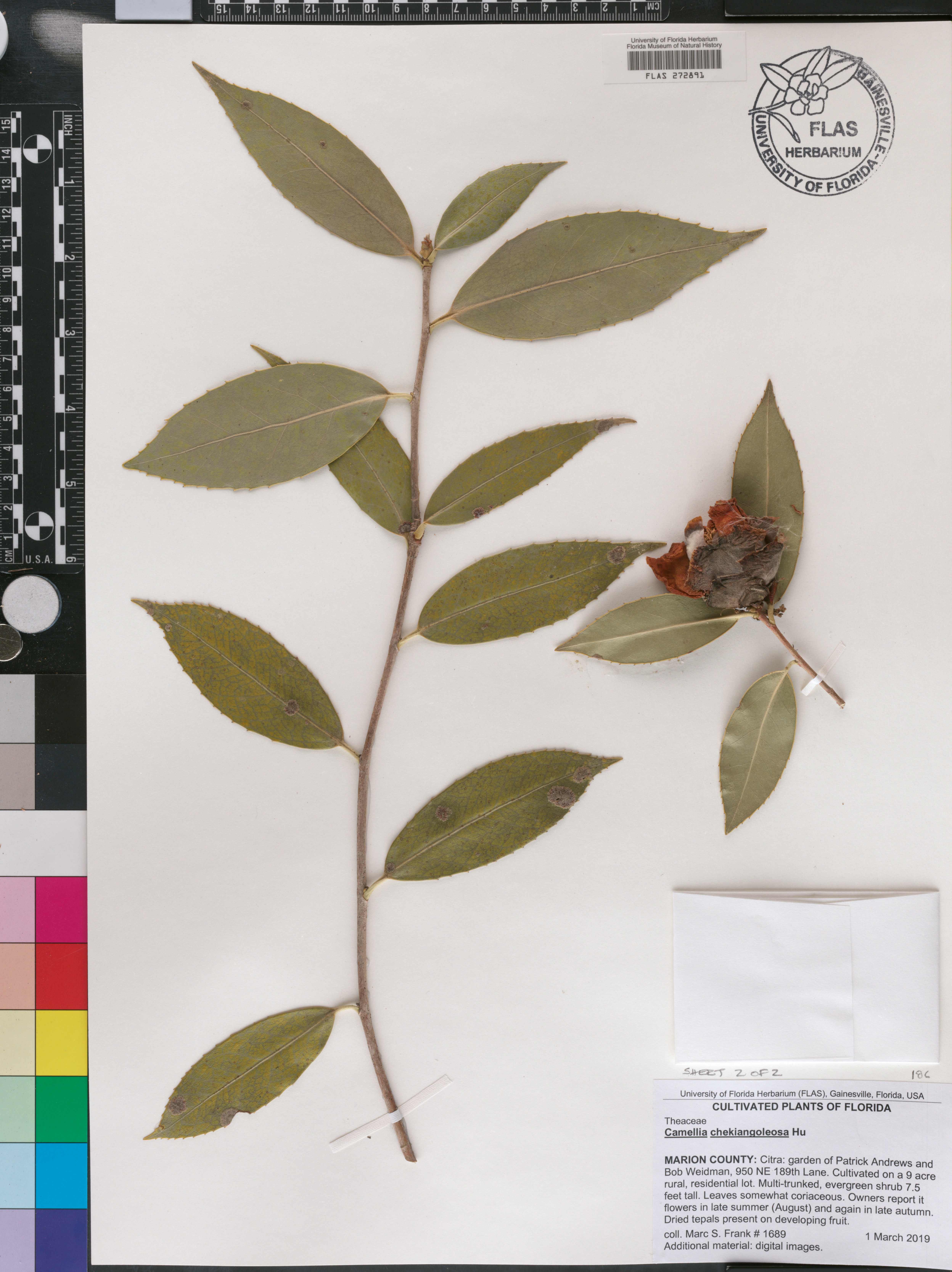 Camellia chekiangoleosa image