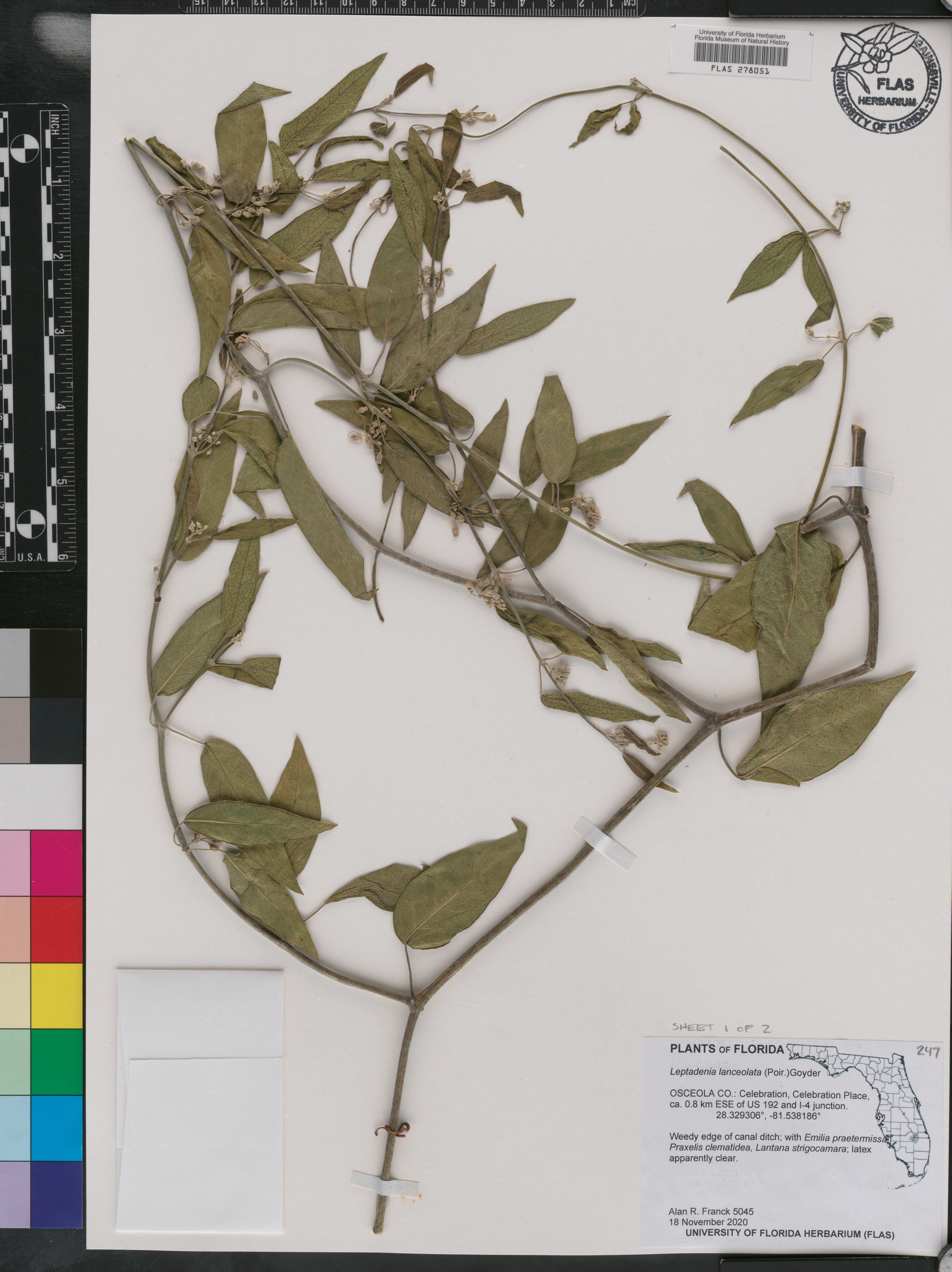 Leptadenia lanceolata image