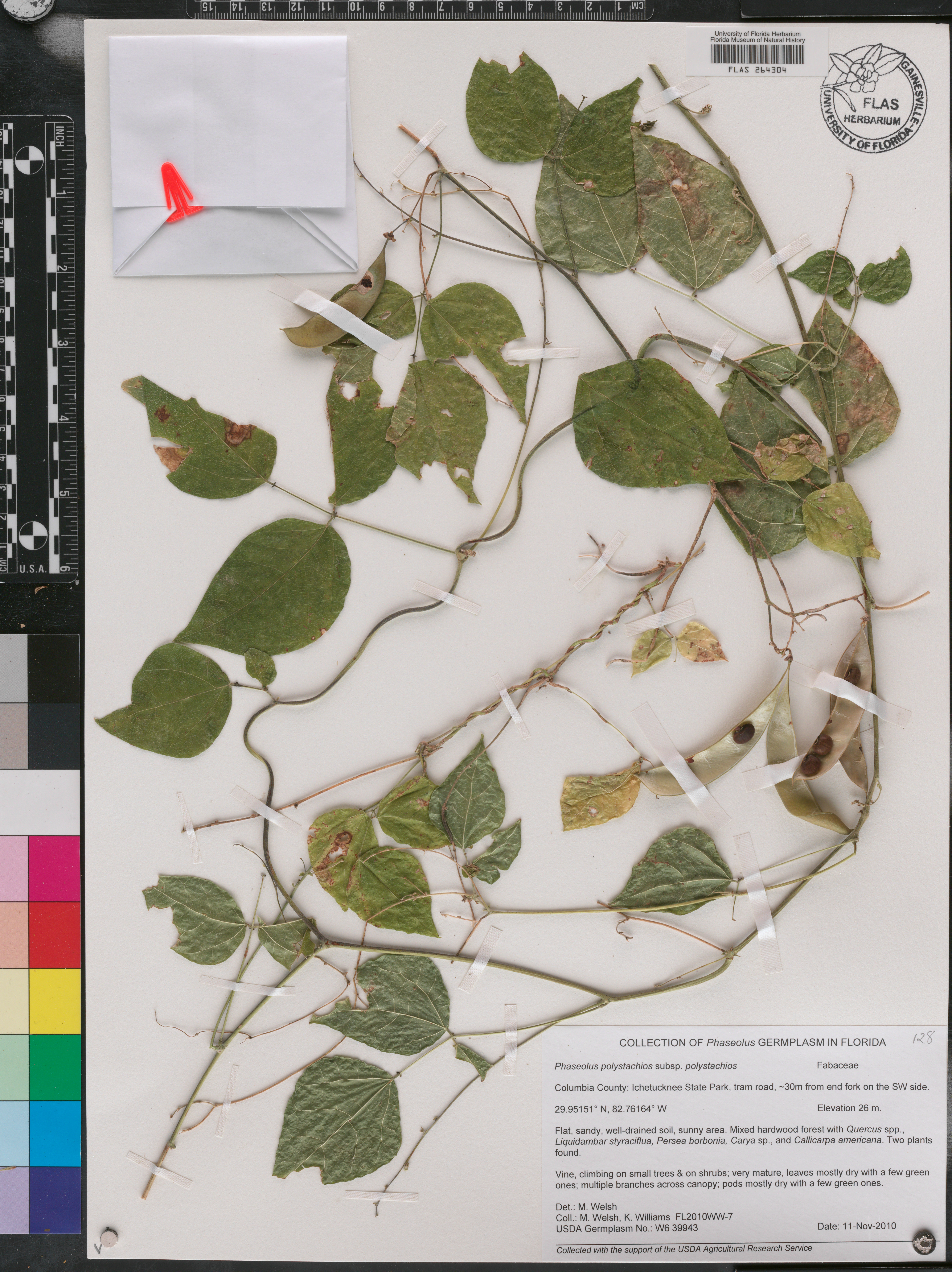 Phaseolus polystachios subsp. polystachios image