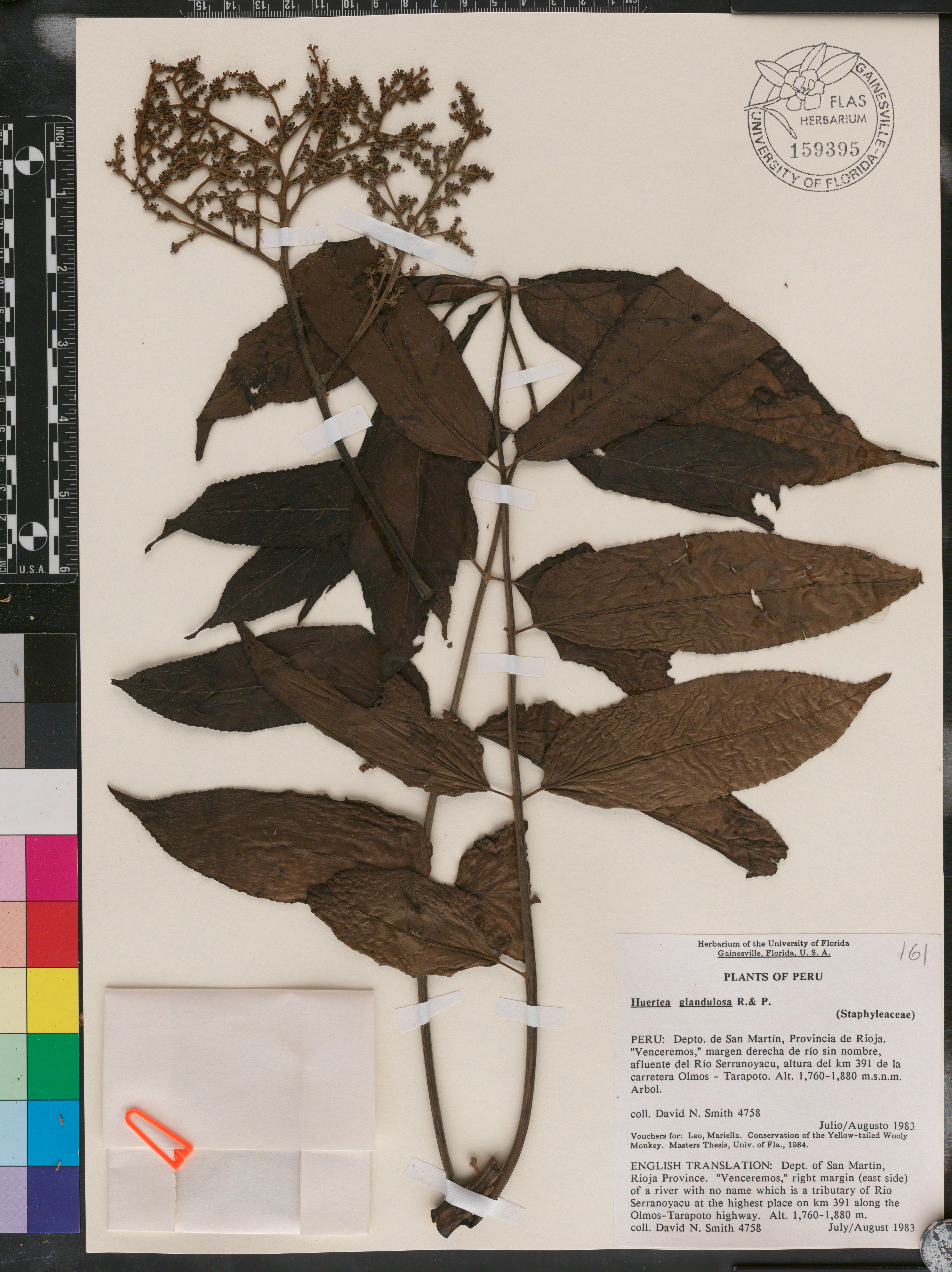 Huertea glandulosa image