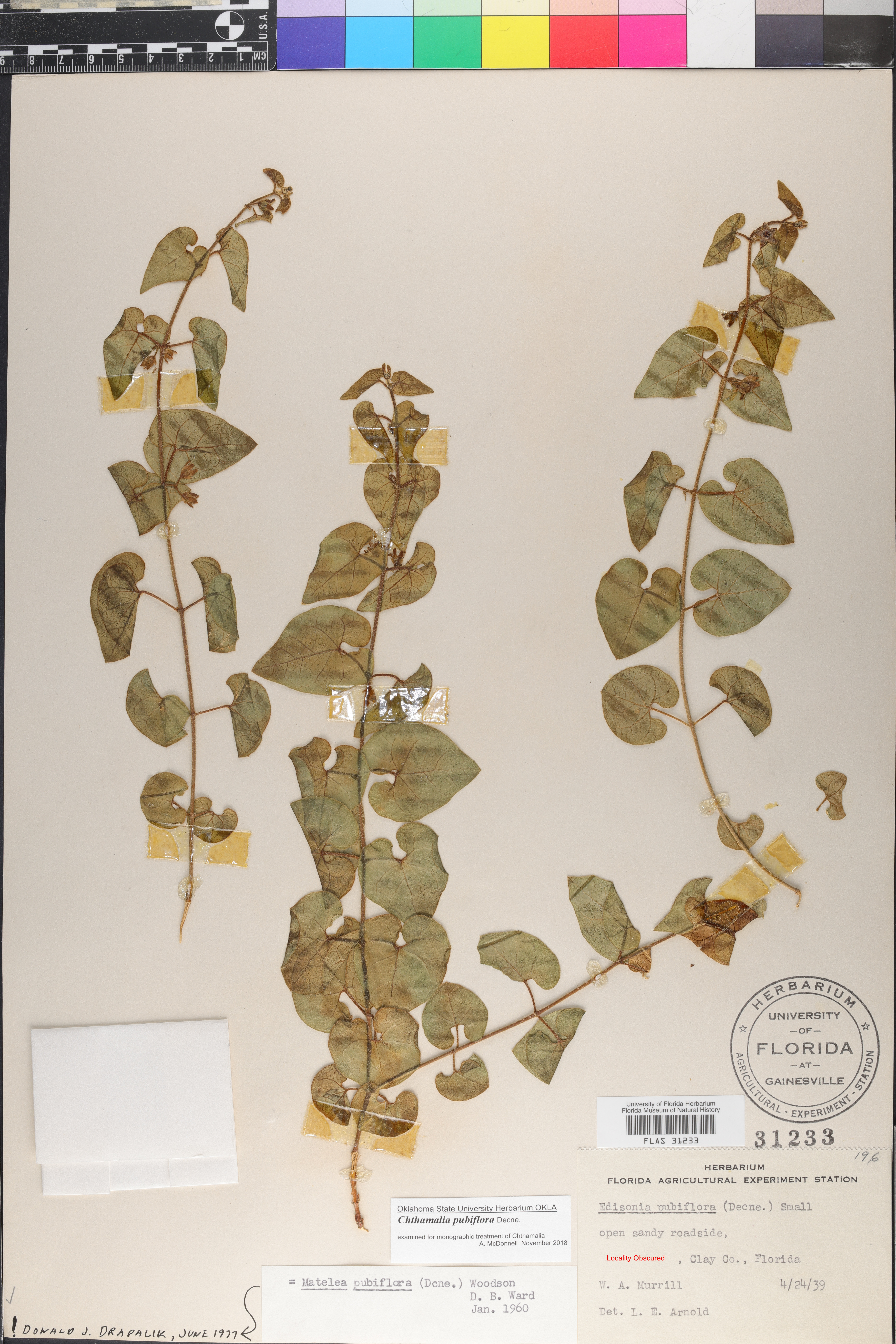 Matelea pubiflora image
