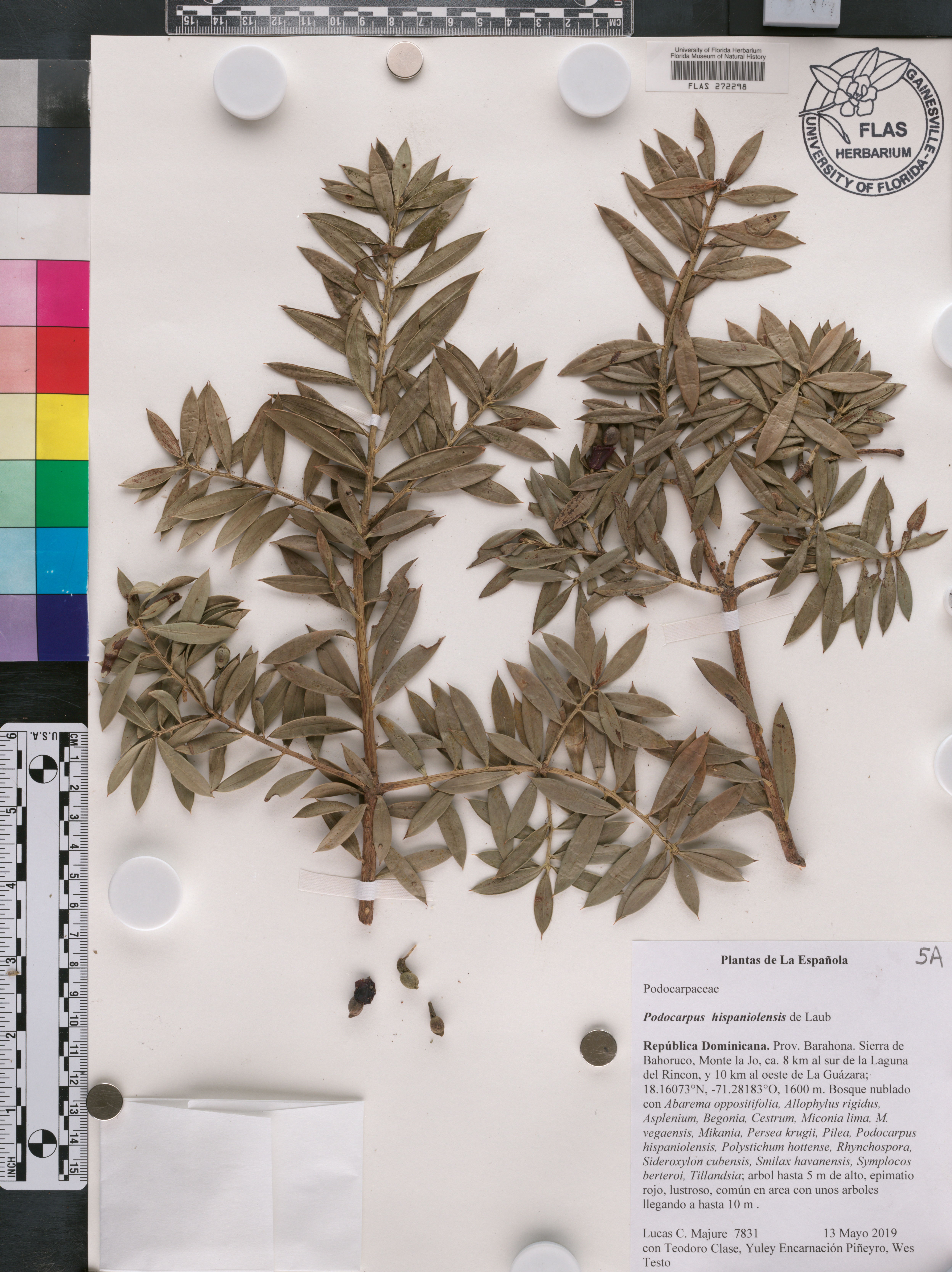 Podocarpus hispaniolensis image