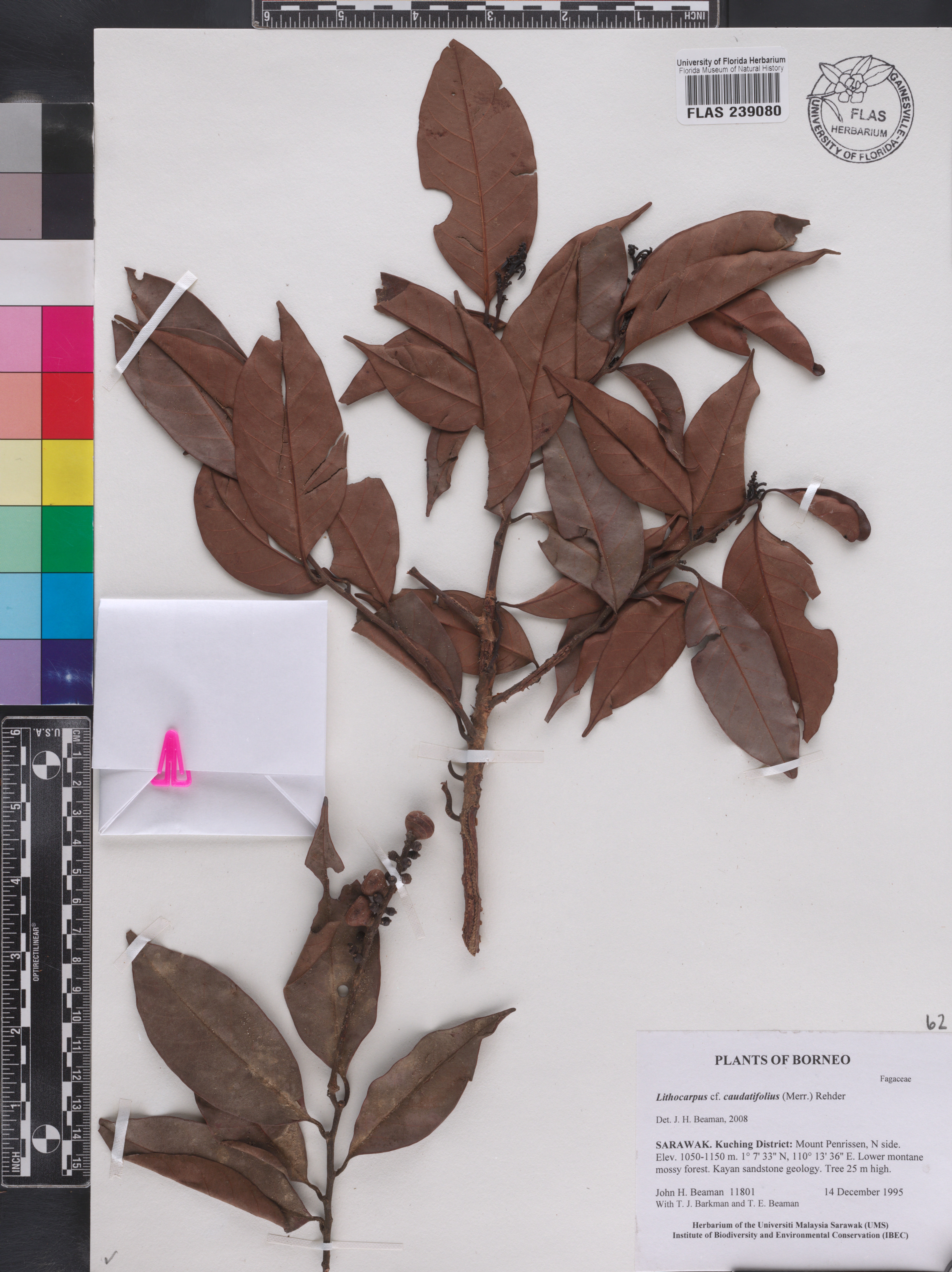Lithocarpus caudatifolius image