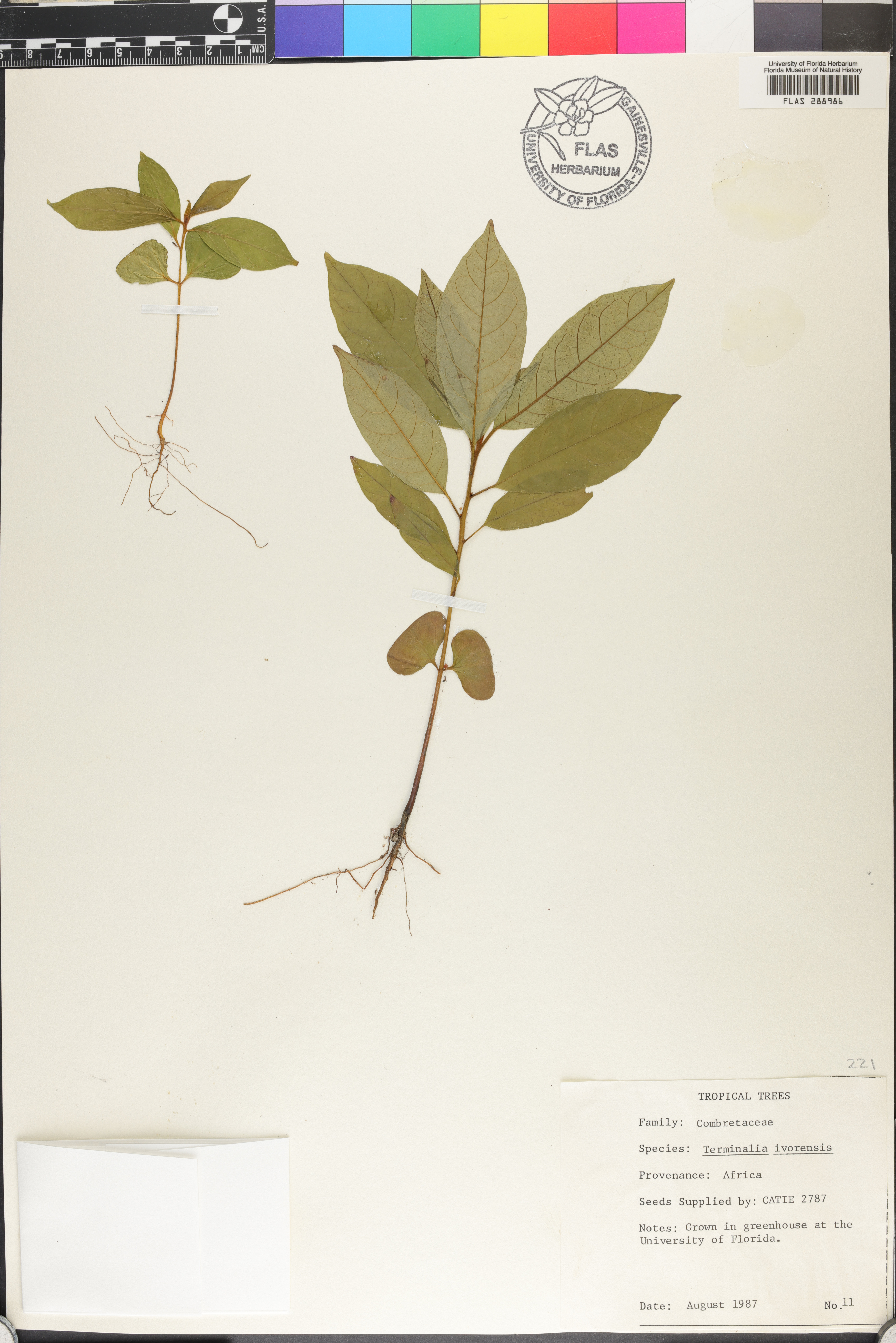 Terminalia ivorensis image