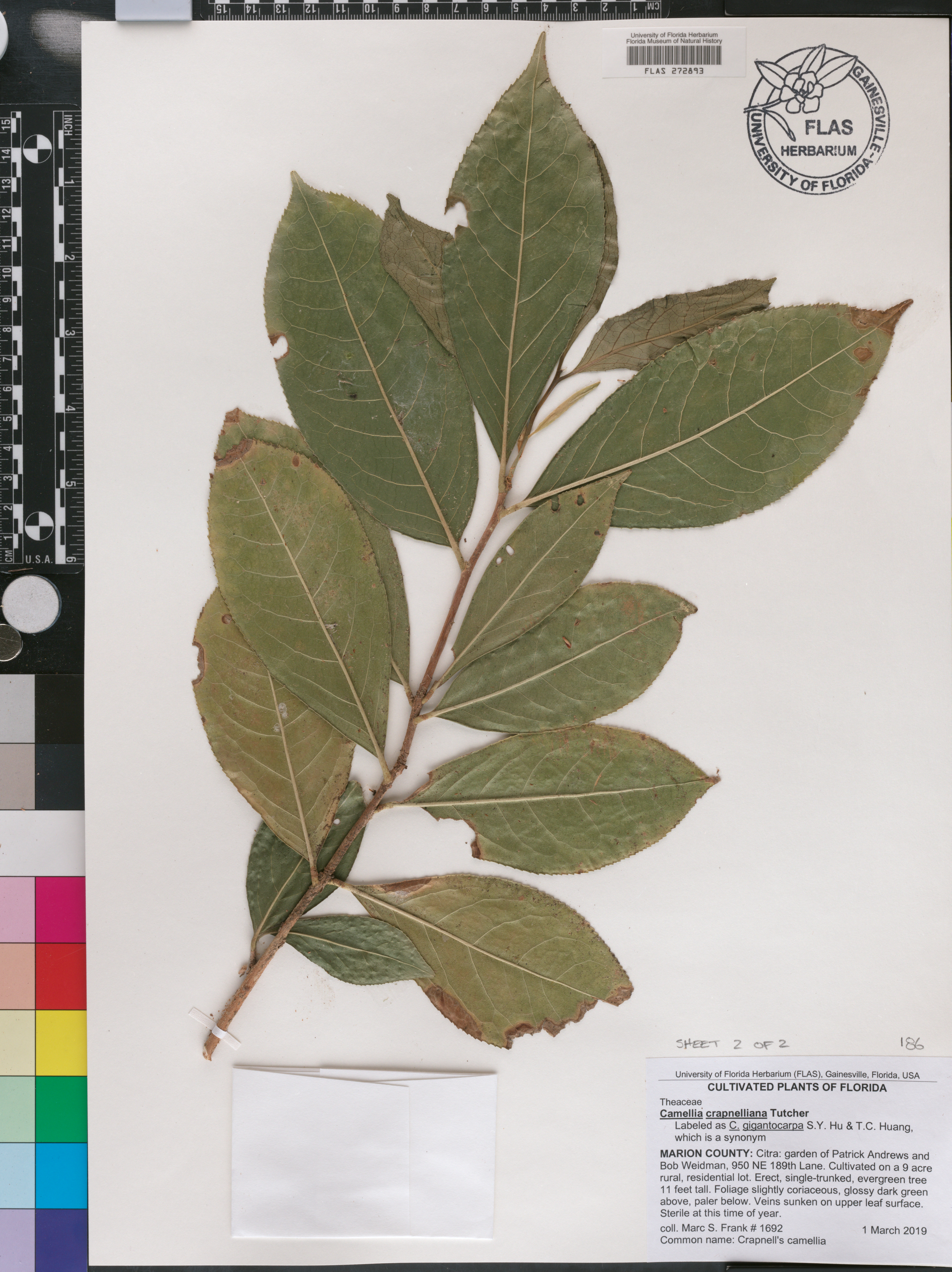 Camellia crapnelliana image