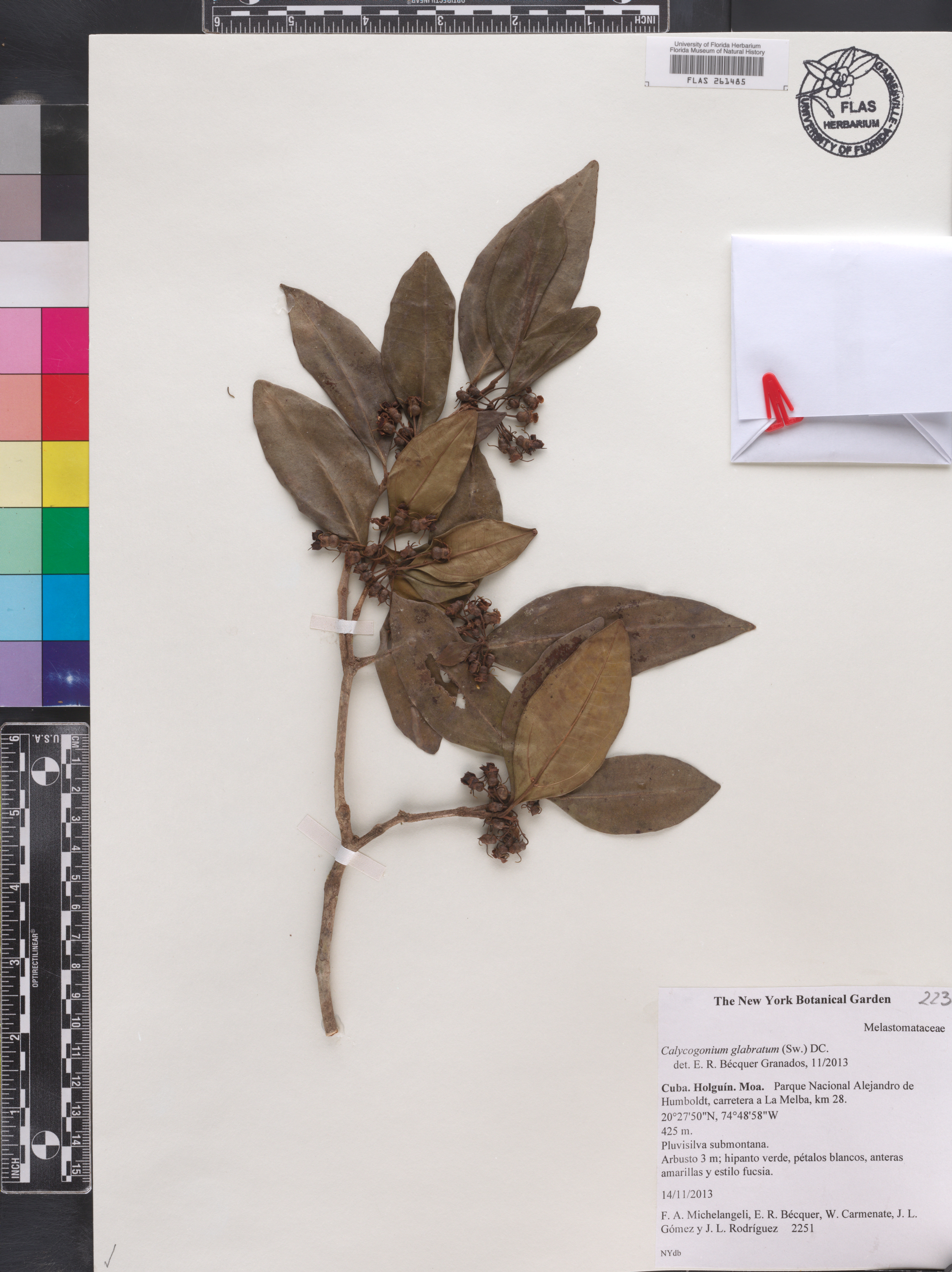Miconia glabrifolia image