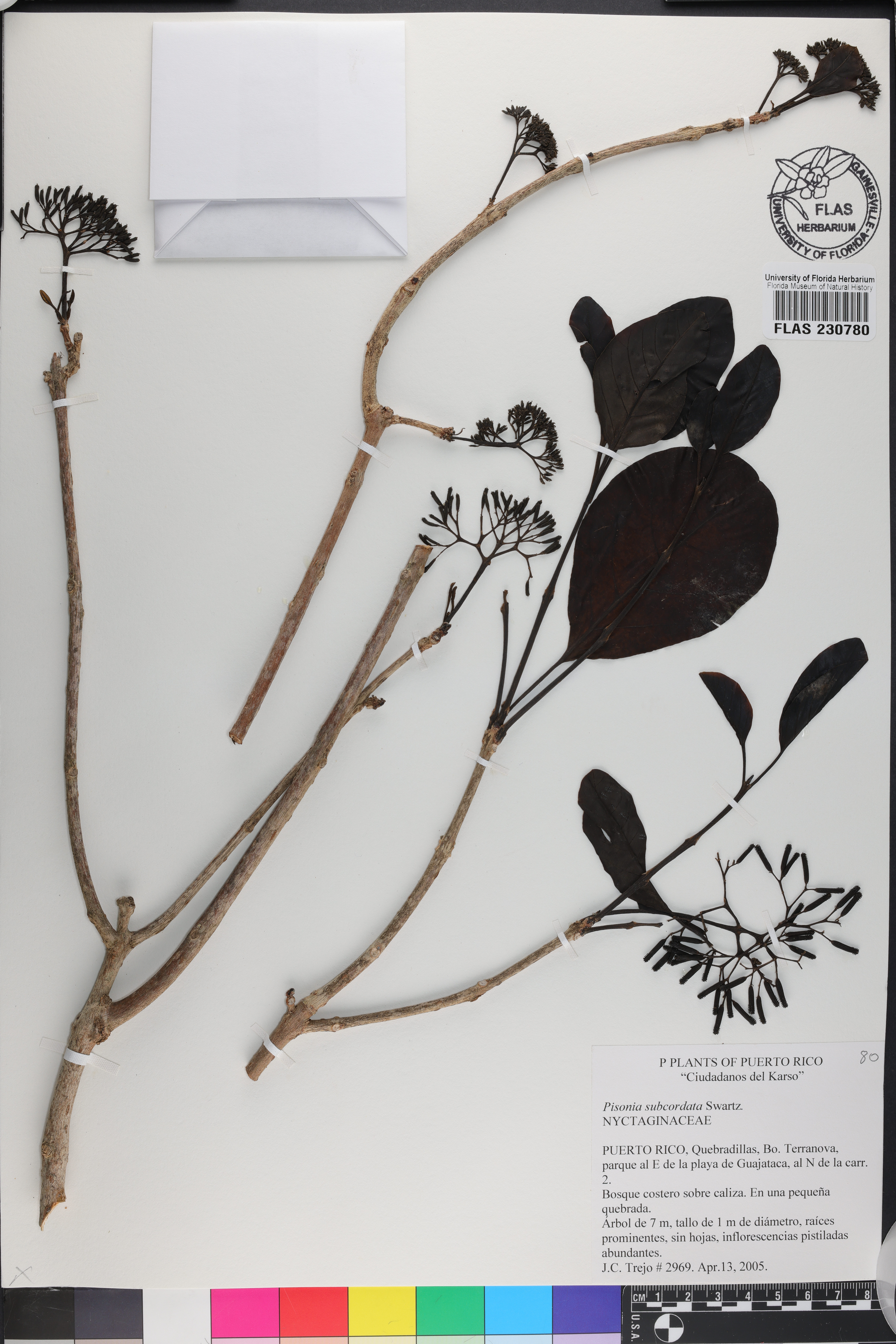 Pisonia subcordata image