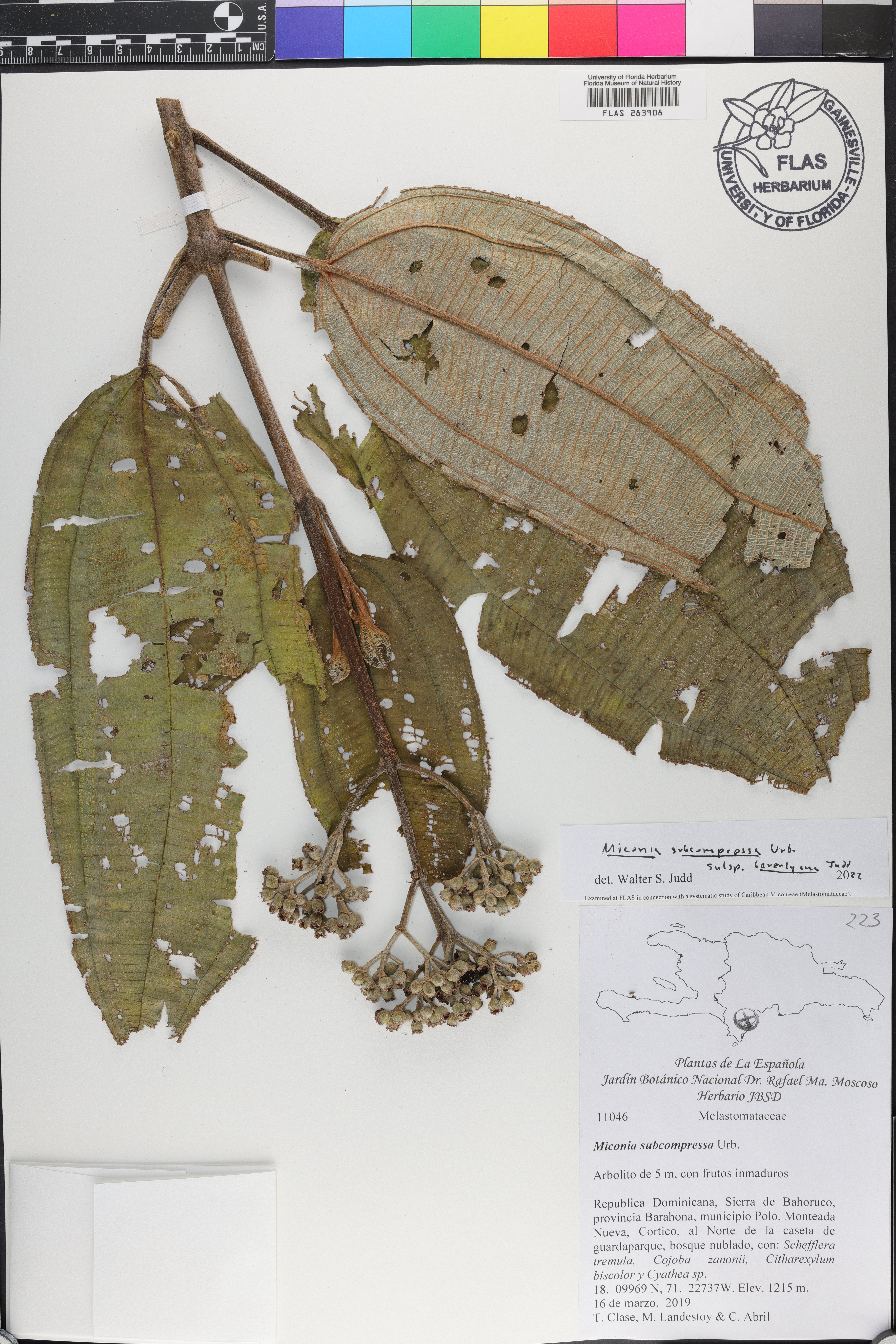 Miconia subcompressa subsp. beverlyana image