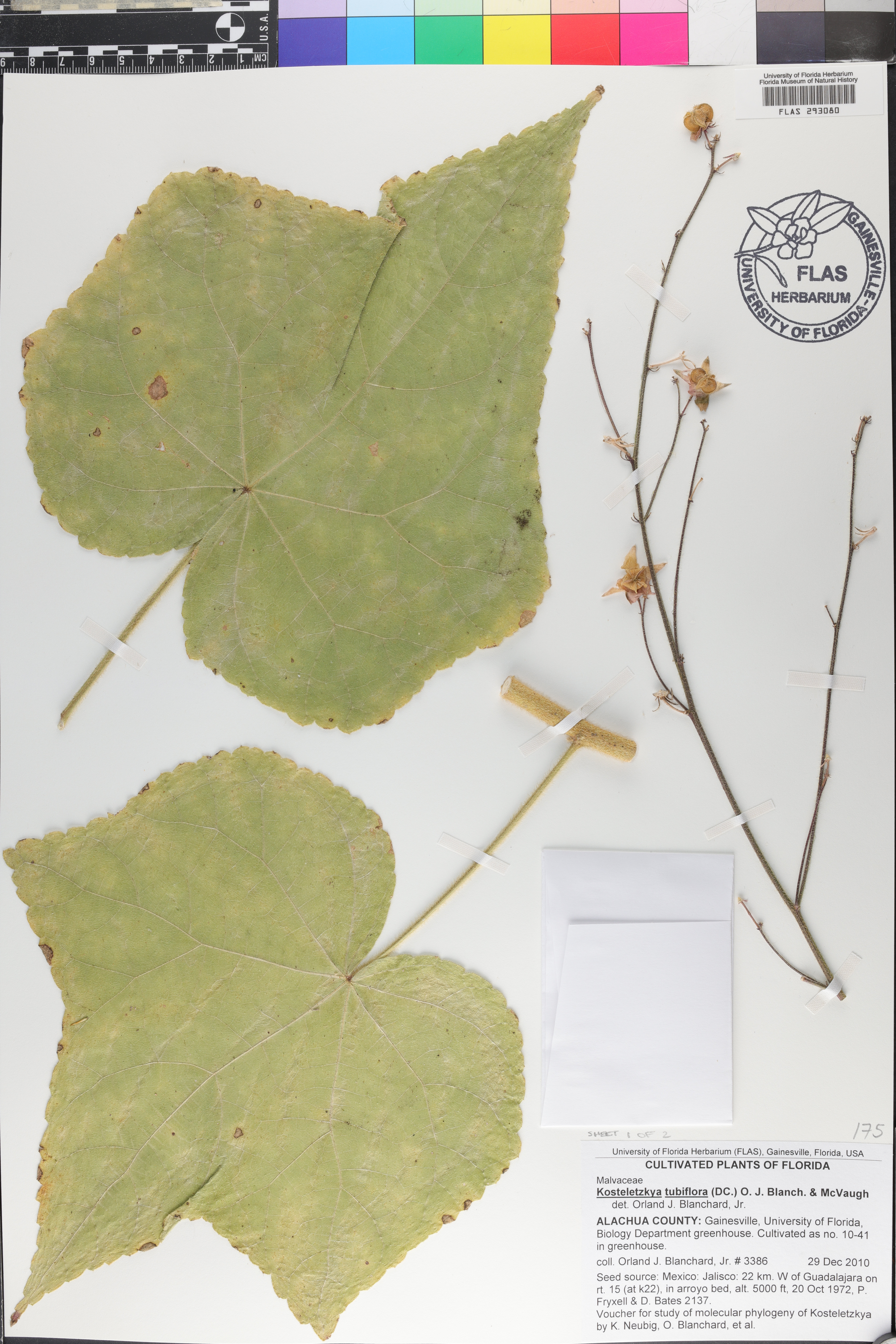 Kosteletzkya tubiflora image