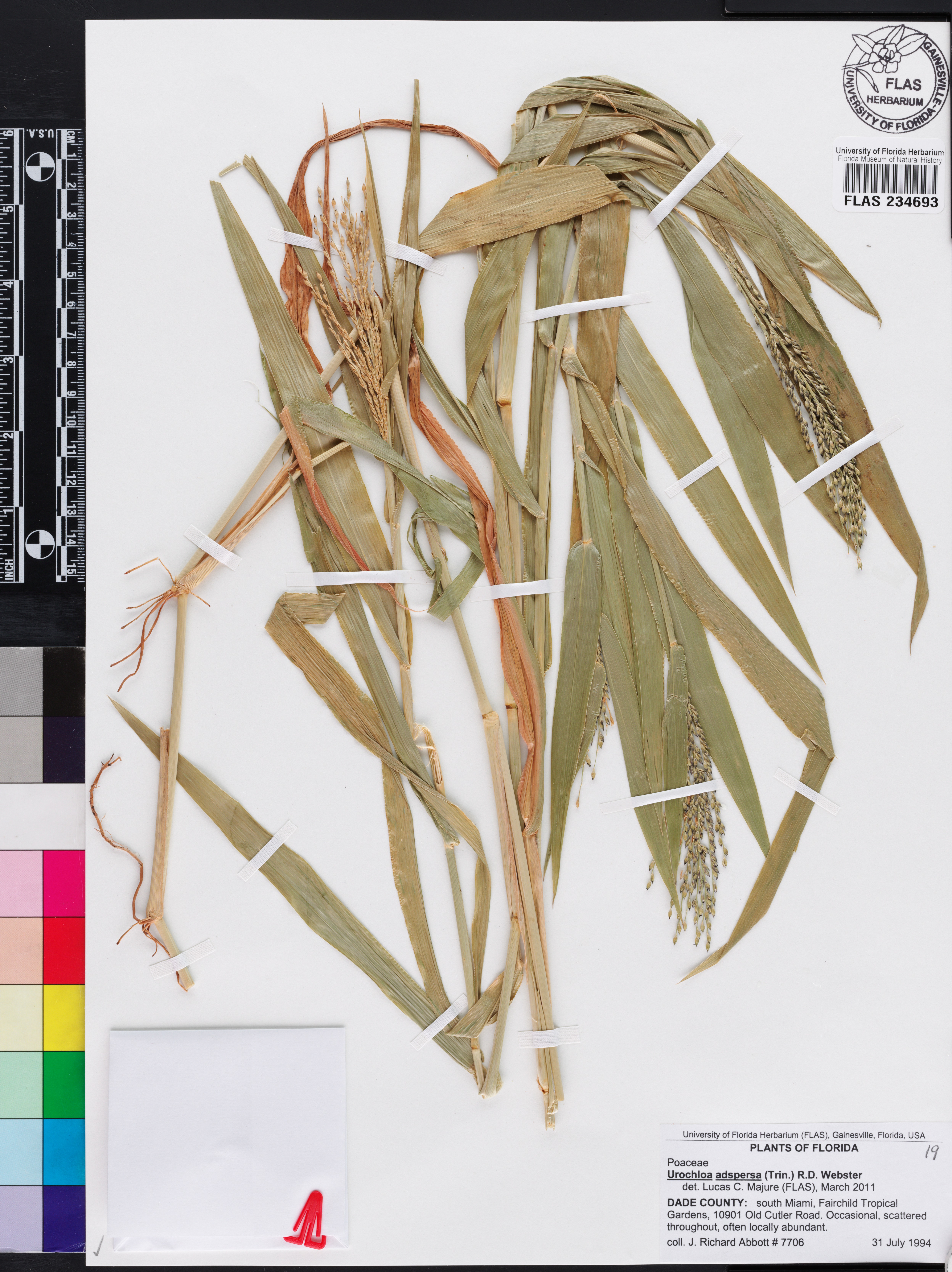 Urochloa adspersa image