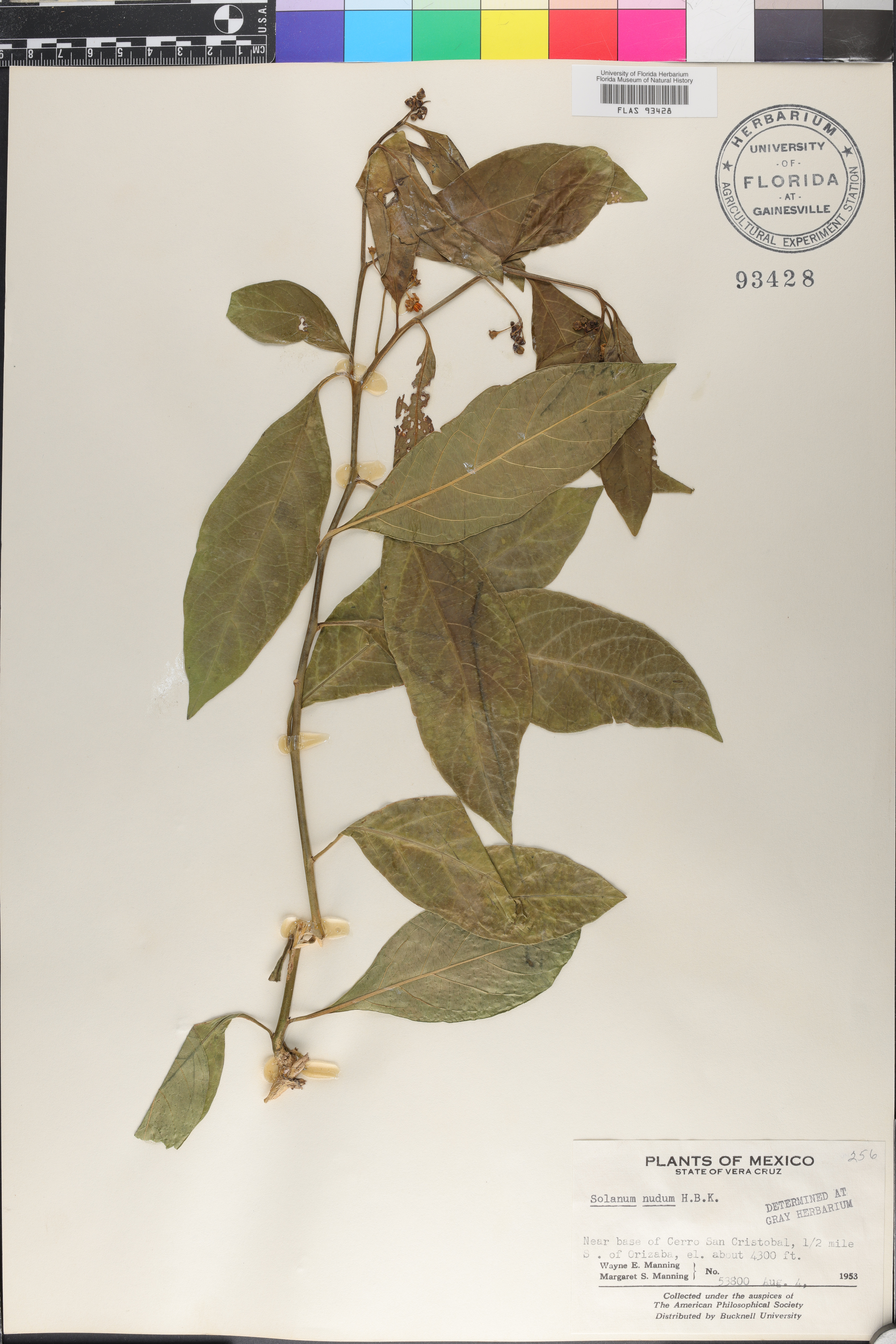 Solanum nudum image