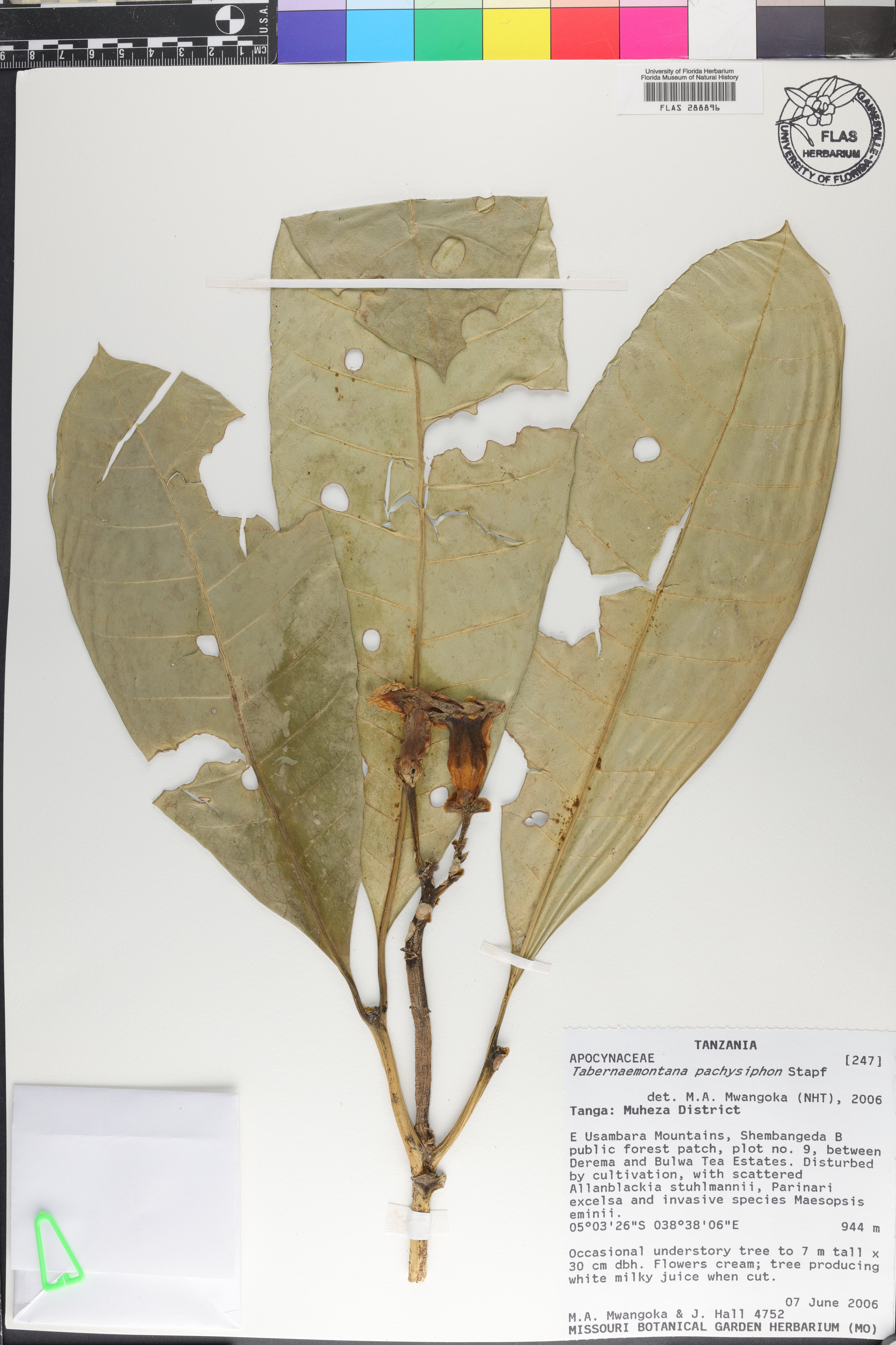 Tabernaemontana pachysiphon image