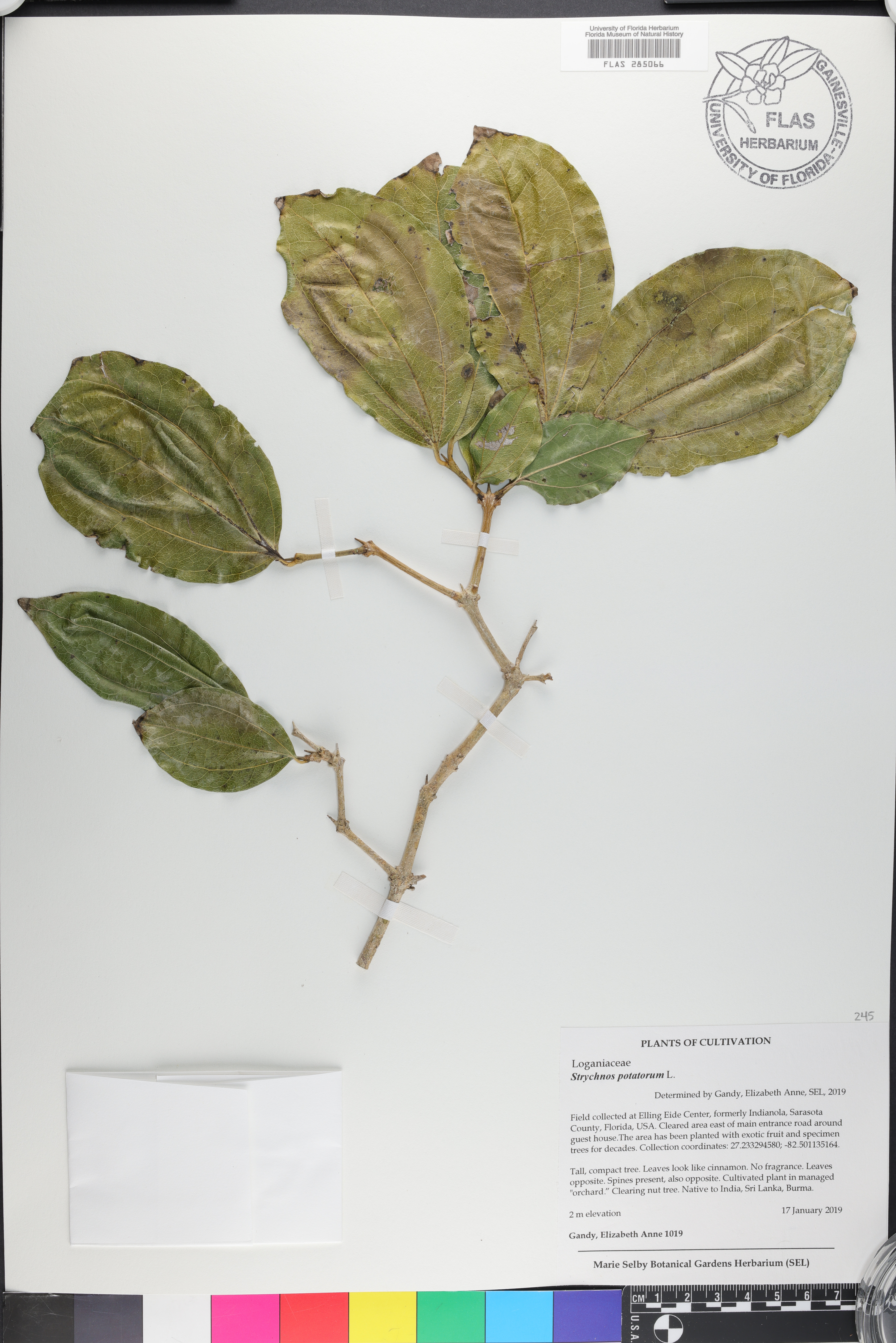 Strychnos potatorum image