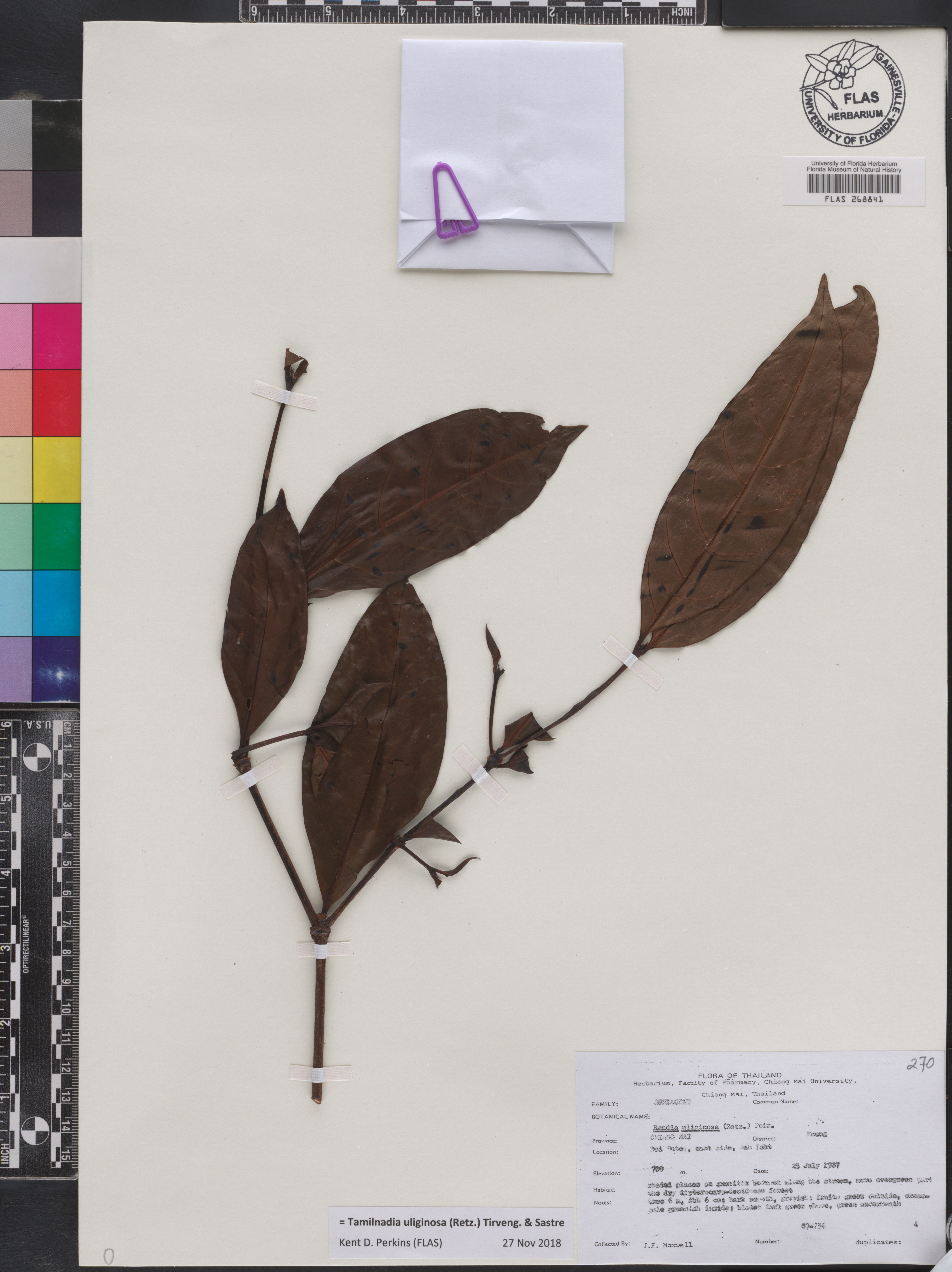 Tamilnadia uliginosa image