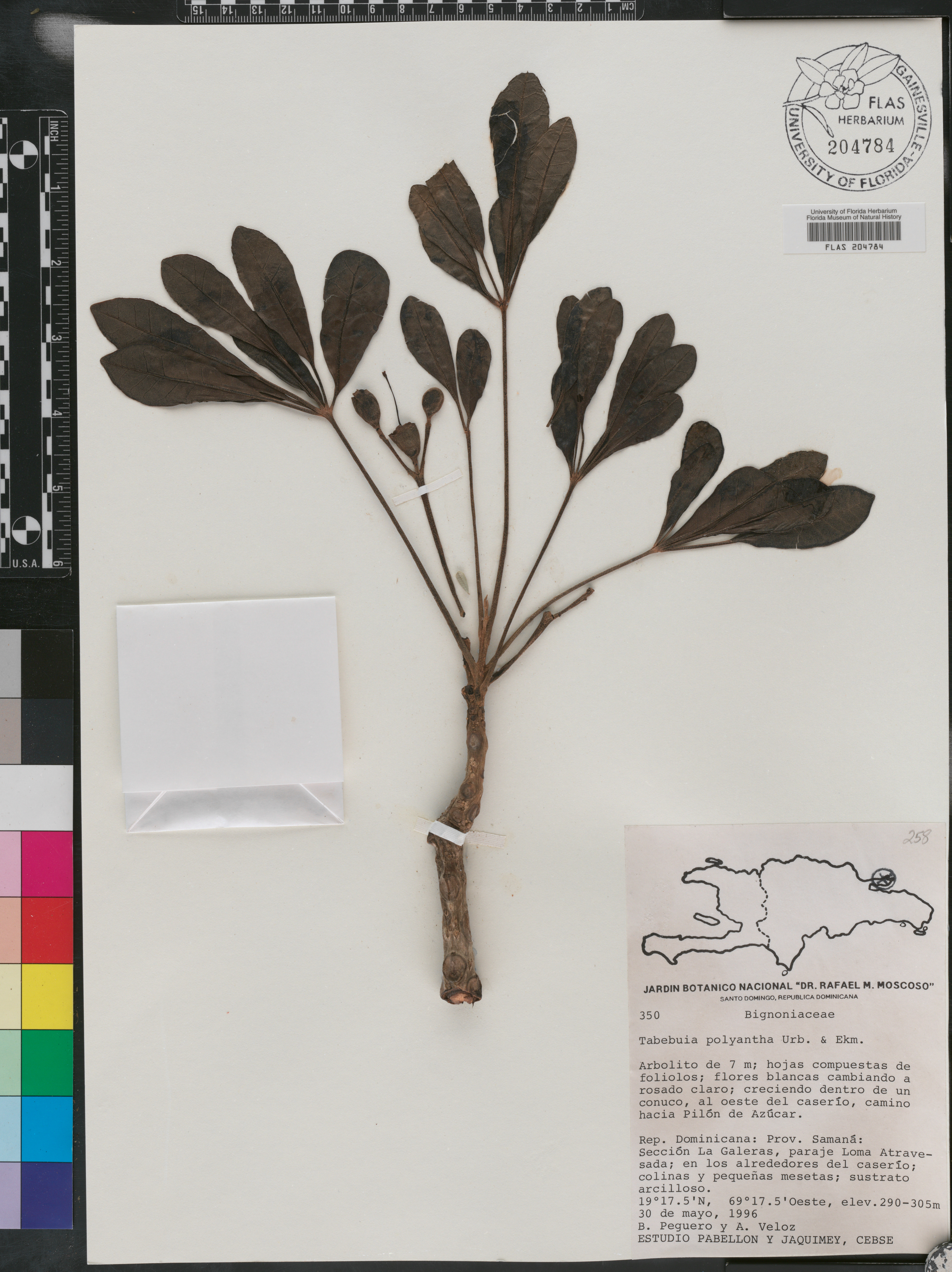 Tabebuia polyantha image