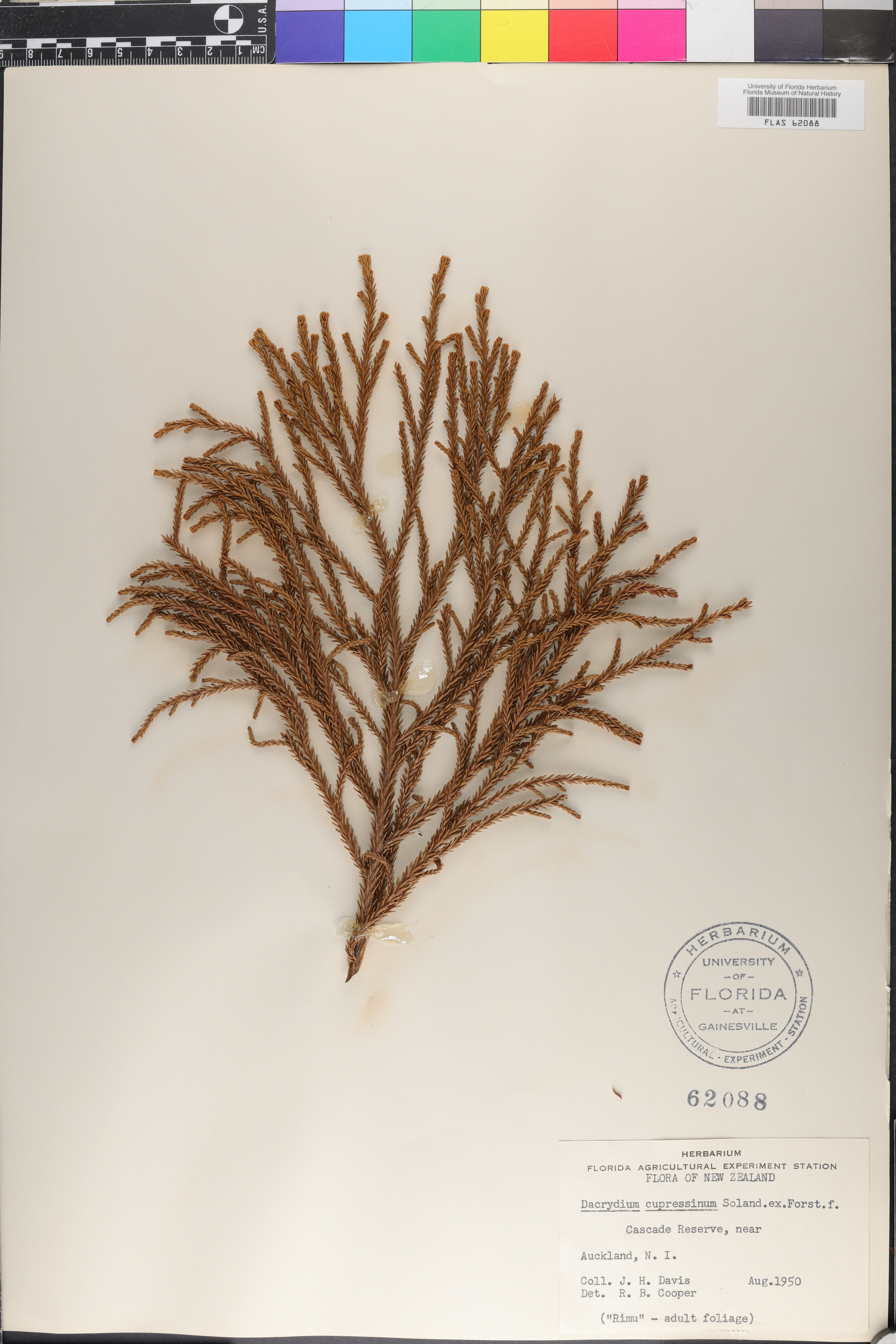 Dacrydium cupressinum image