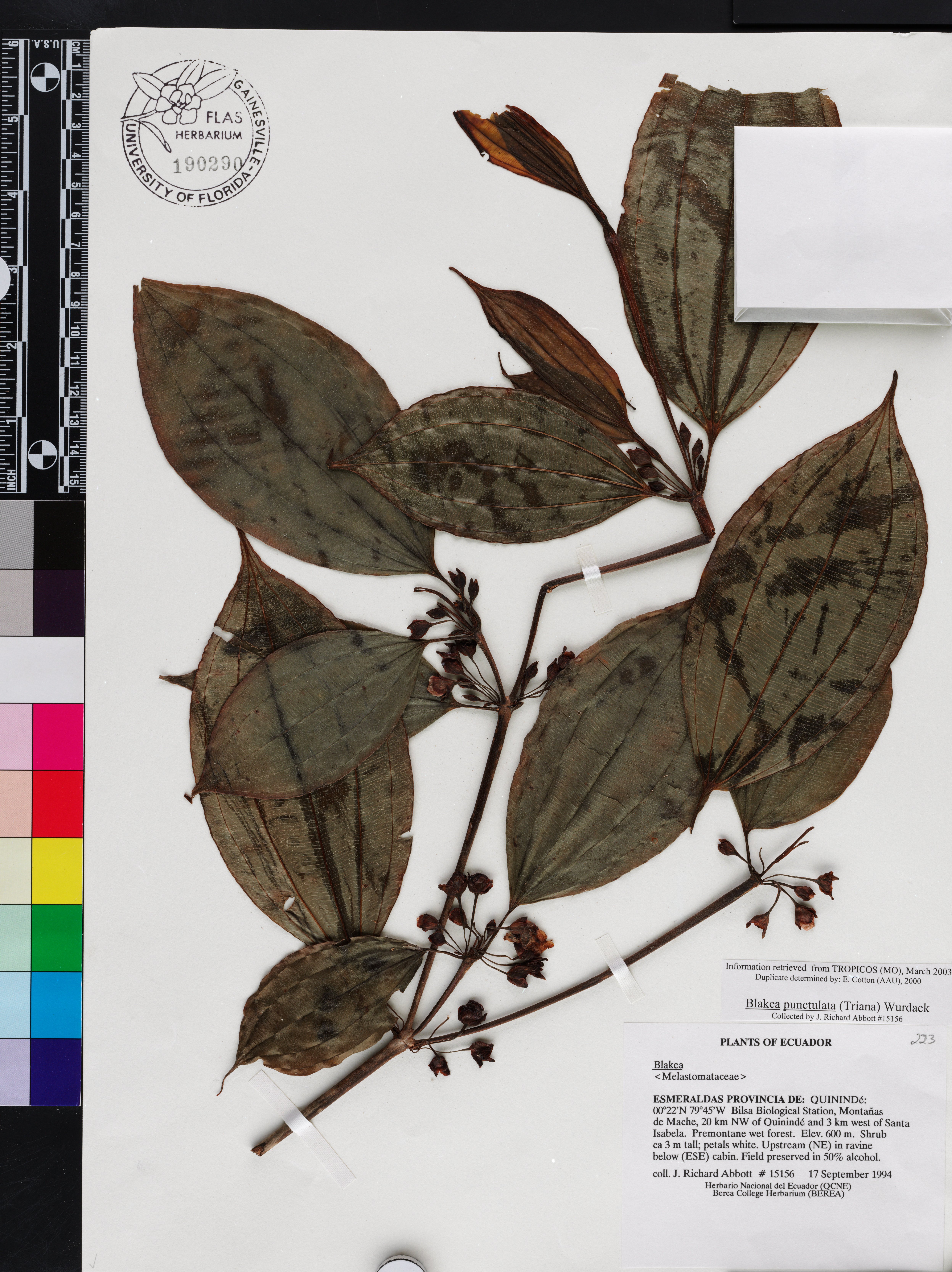 Blakea punctulata image