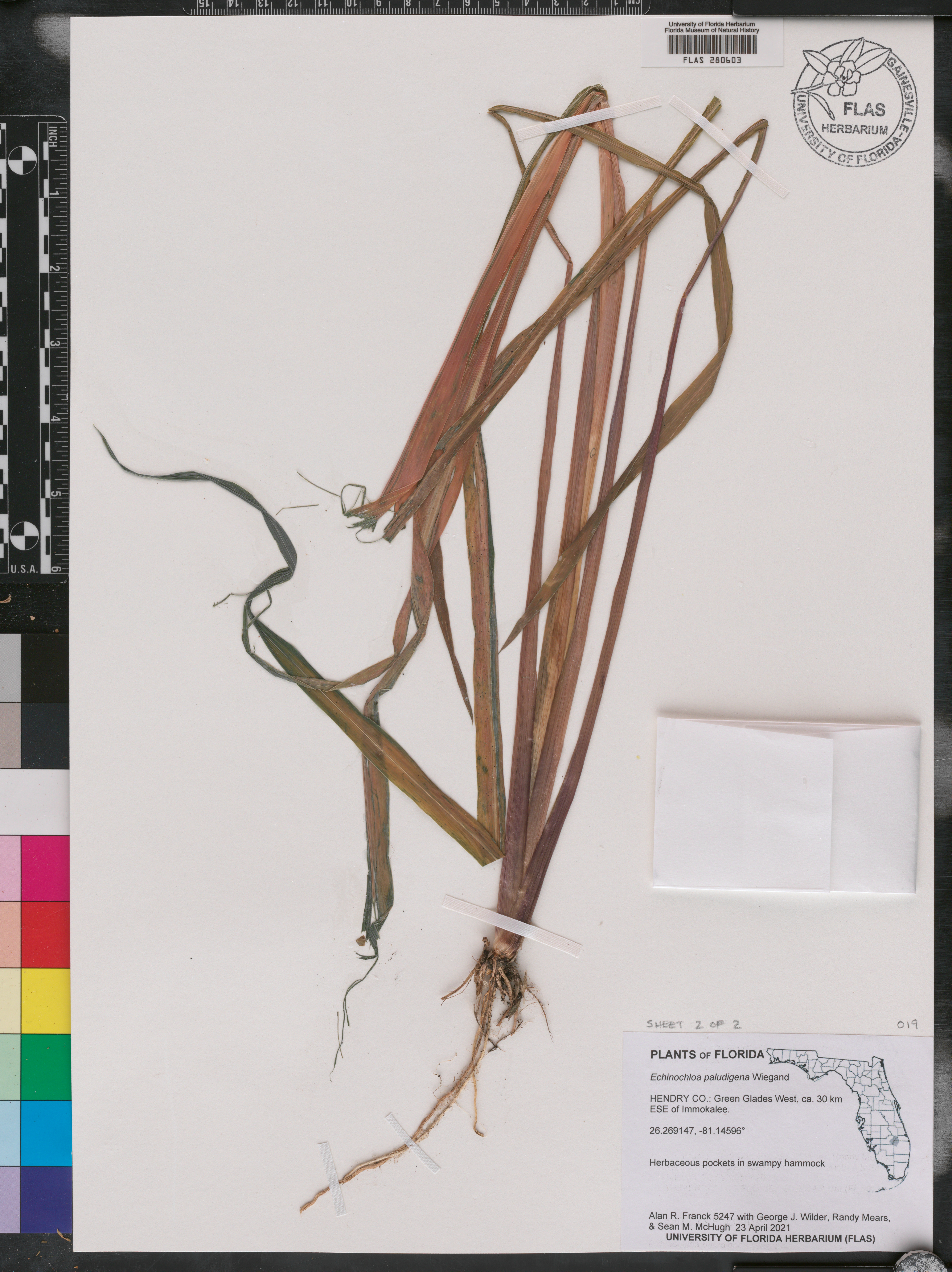 Echinochloa paludigena image