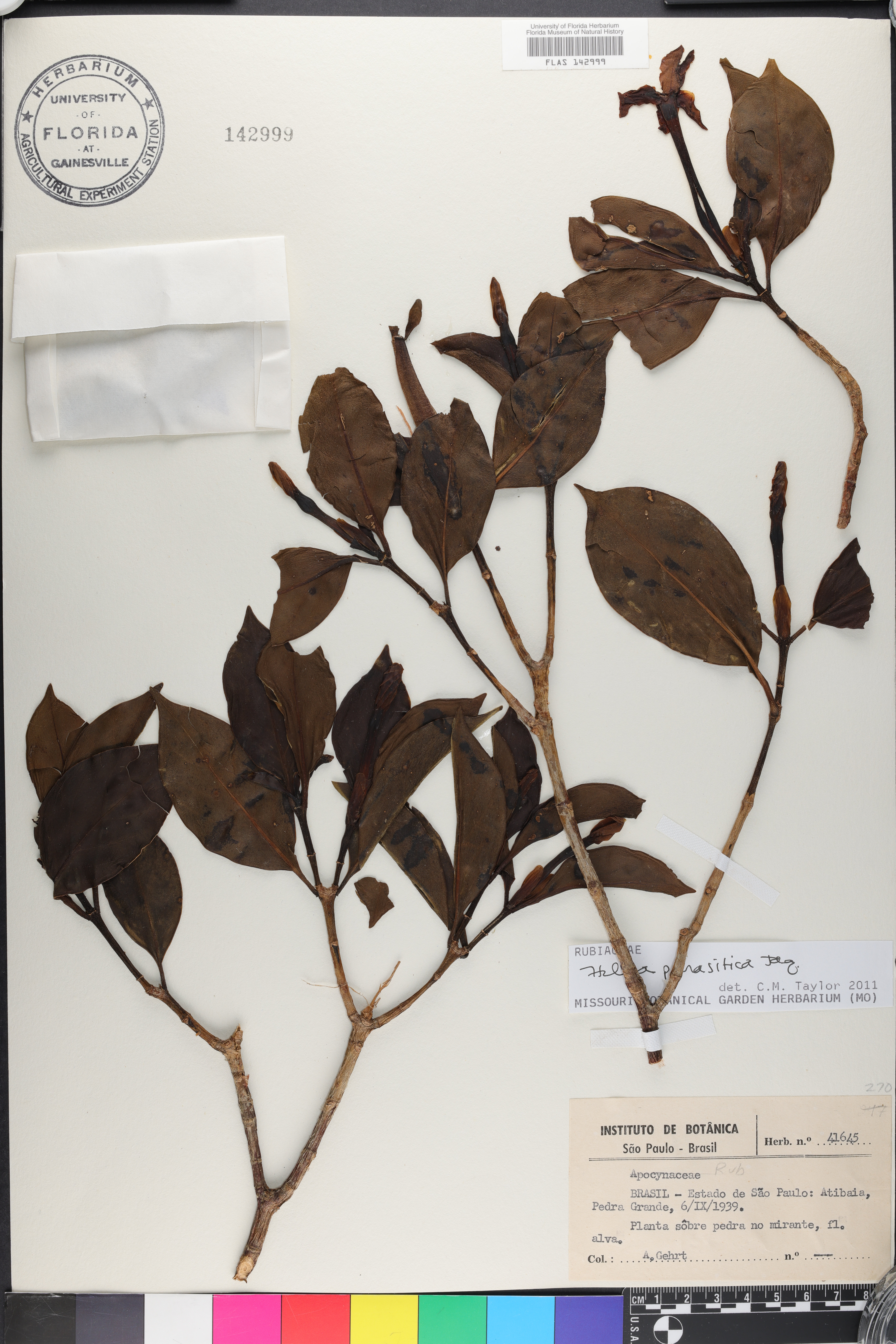Hillia parasitica image
