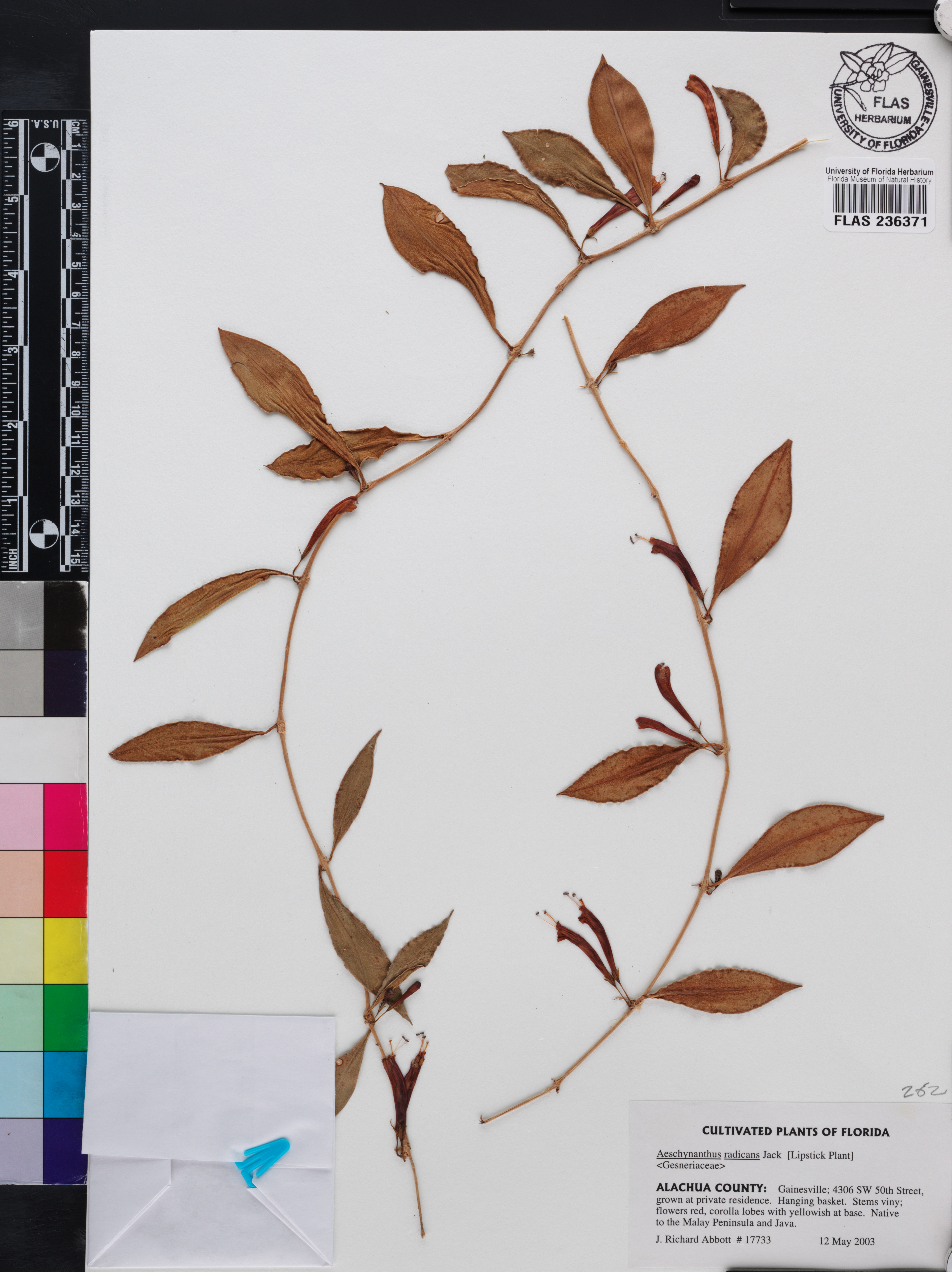 Aeschynanthus radicans image