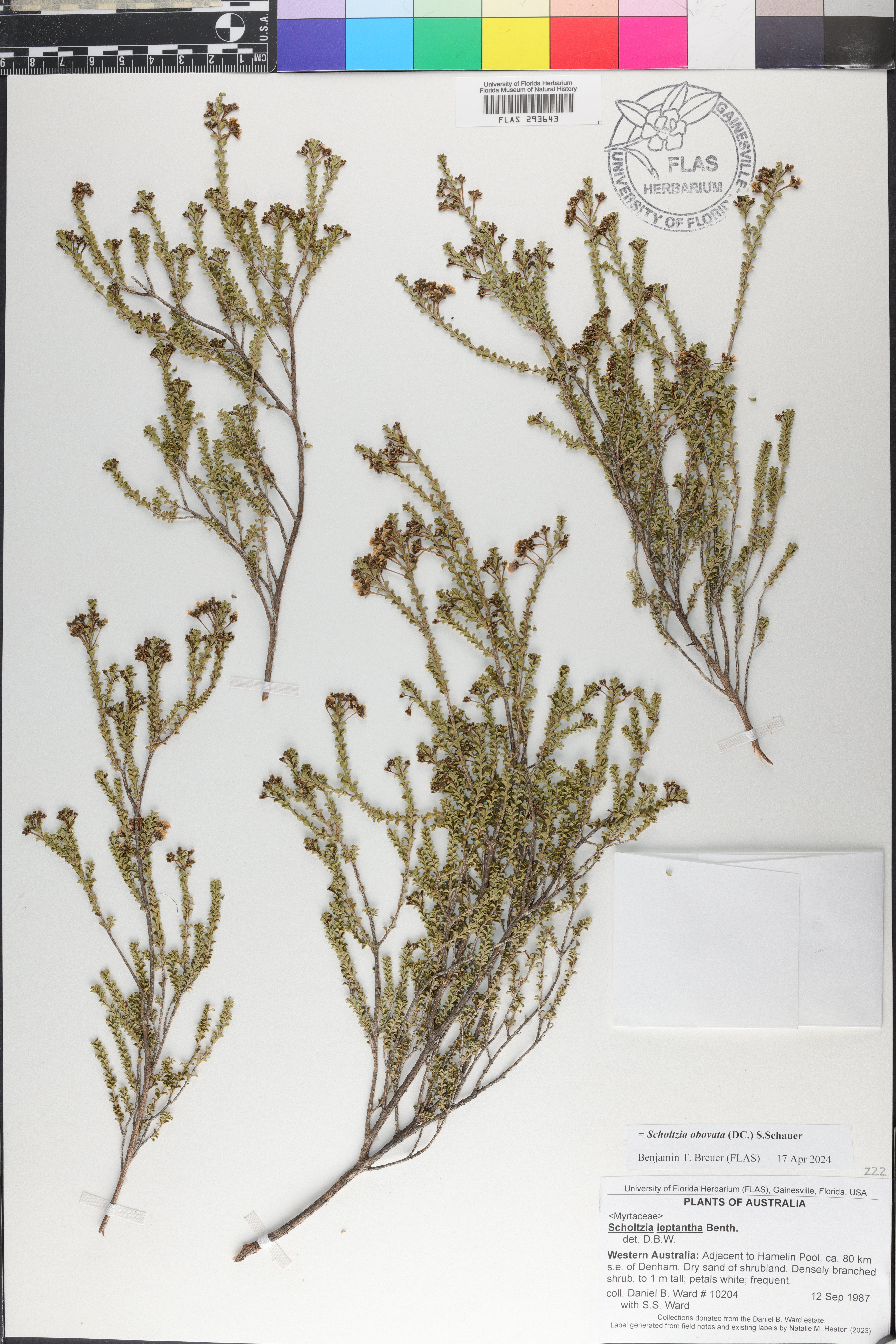Scholtzia image