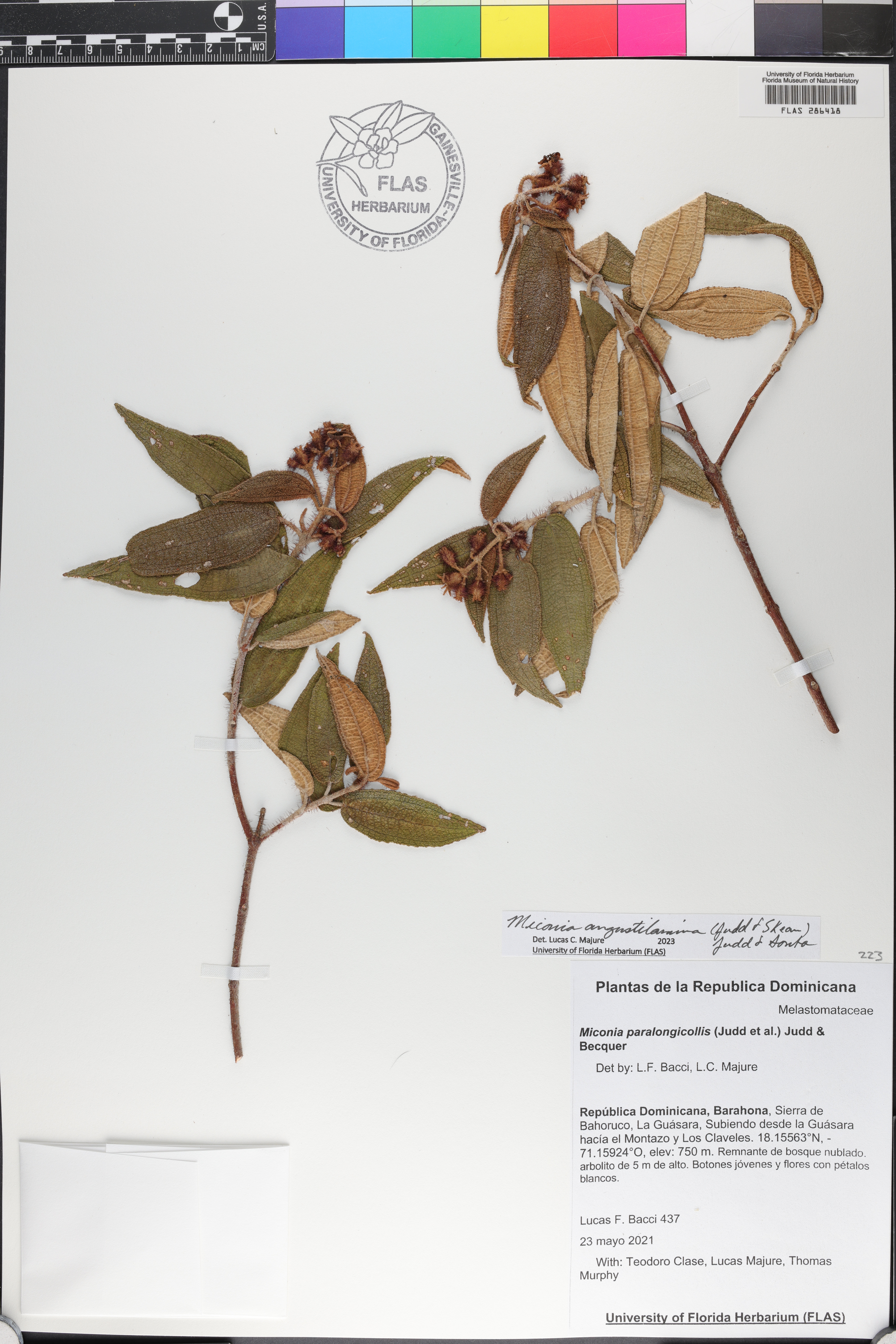 Miconia paralongicollis image