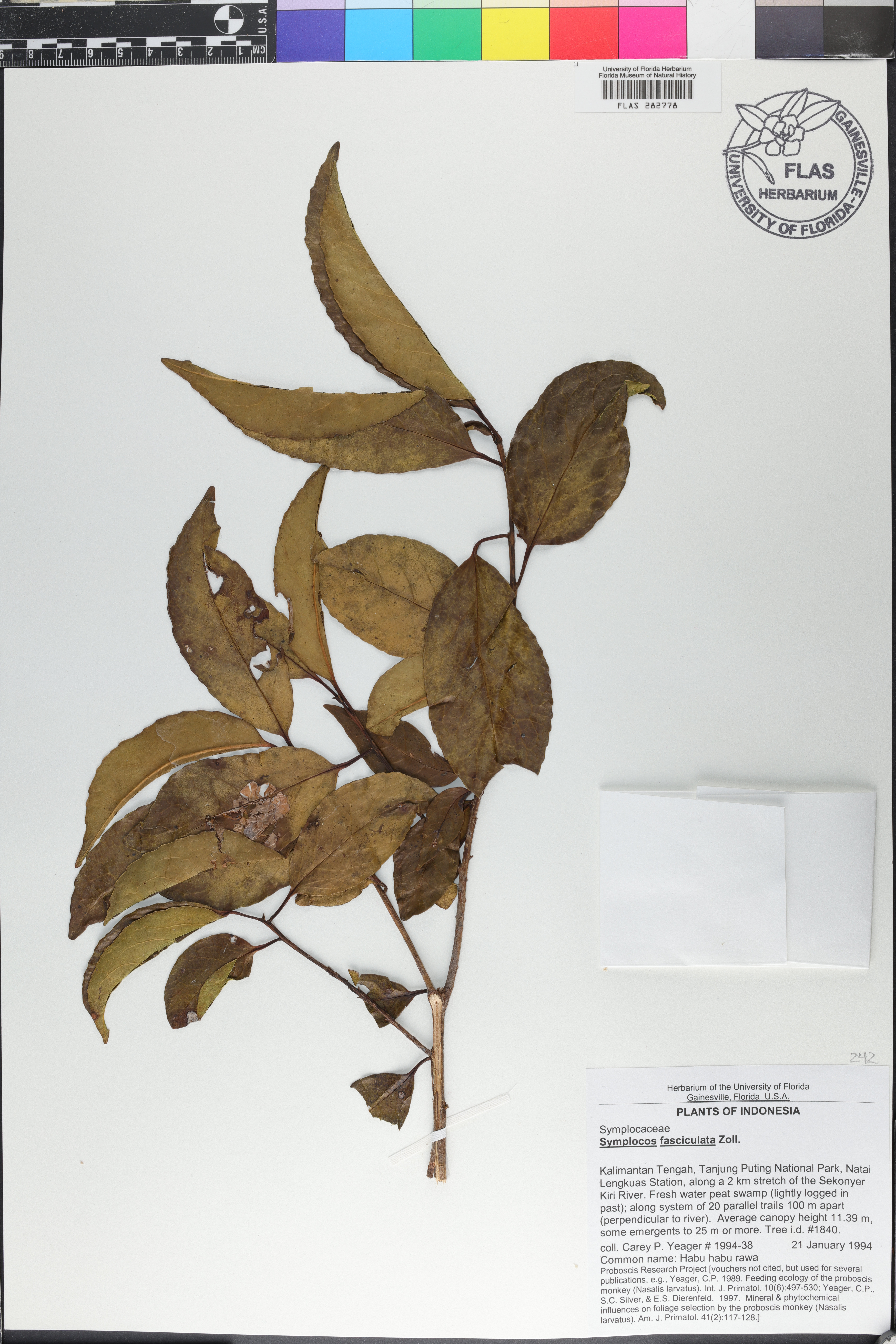 Symplocos fasciculata image