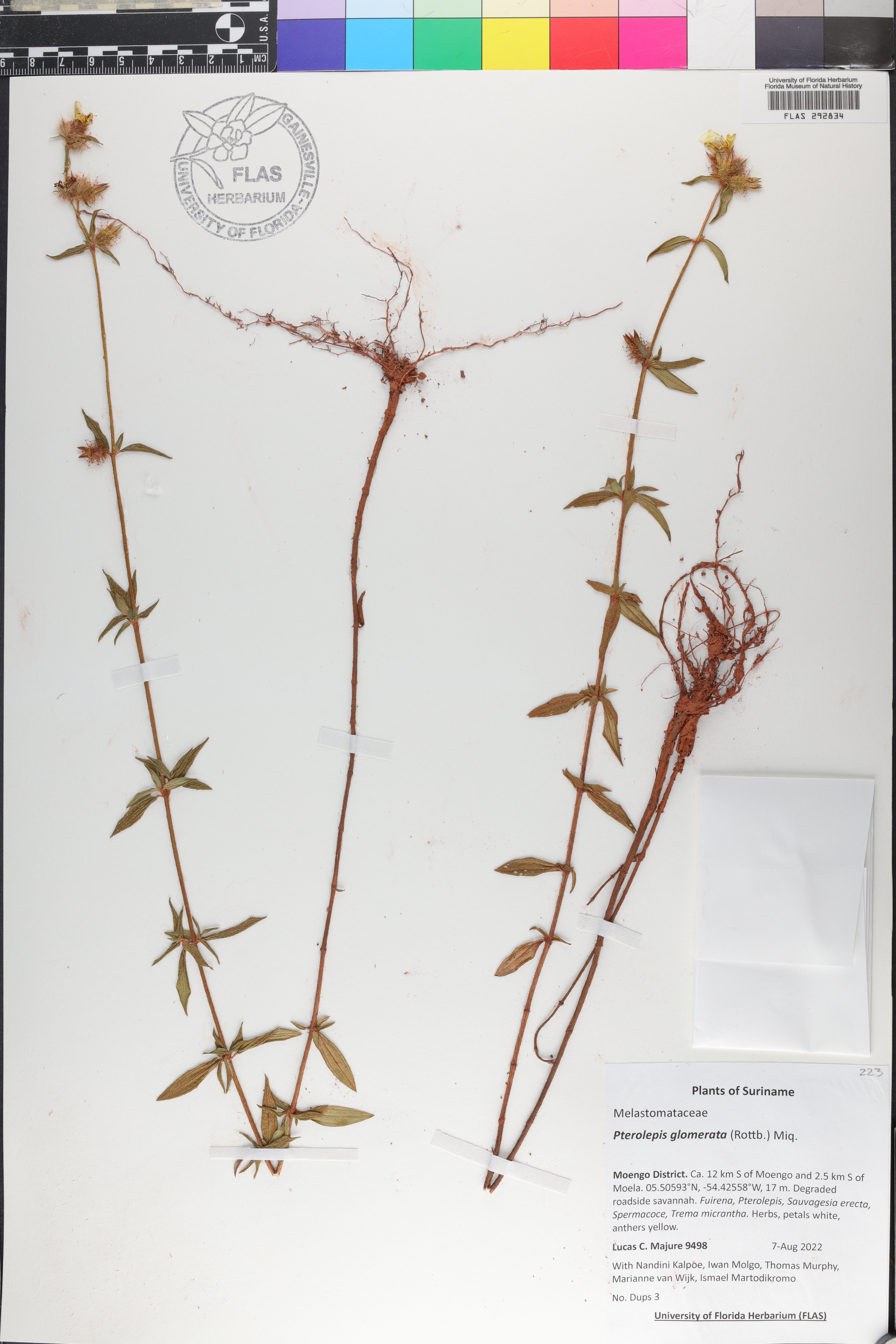 Pterolepis glomerata image