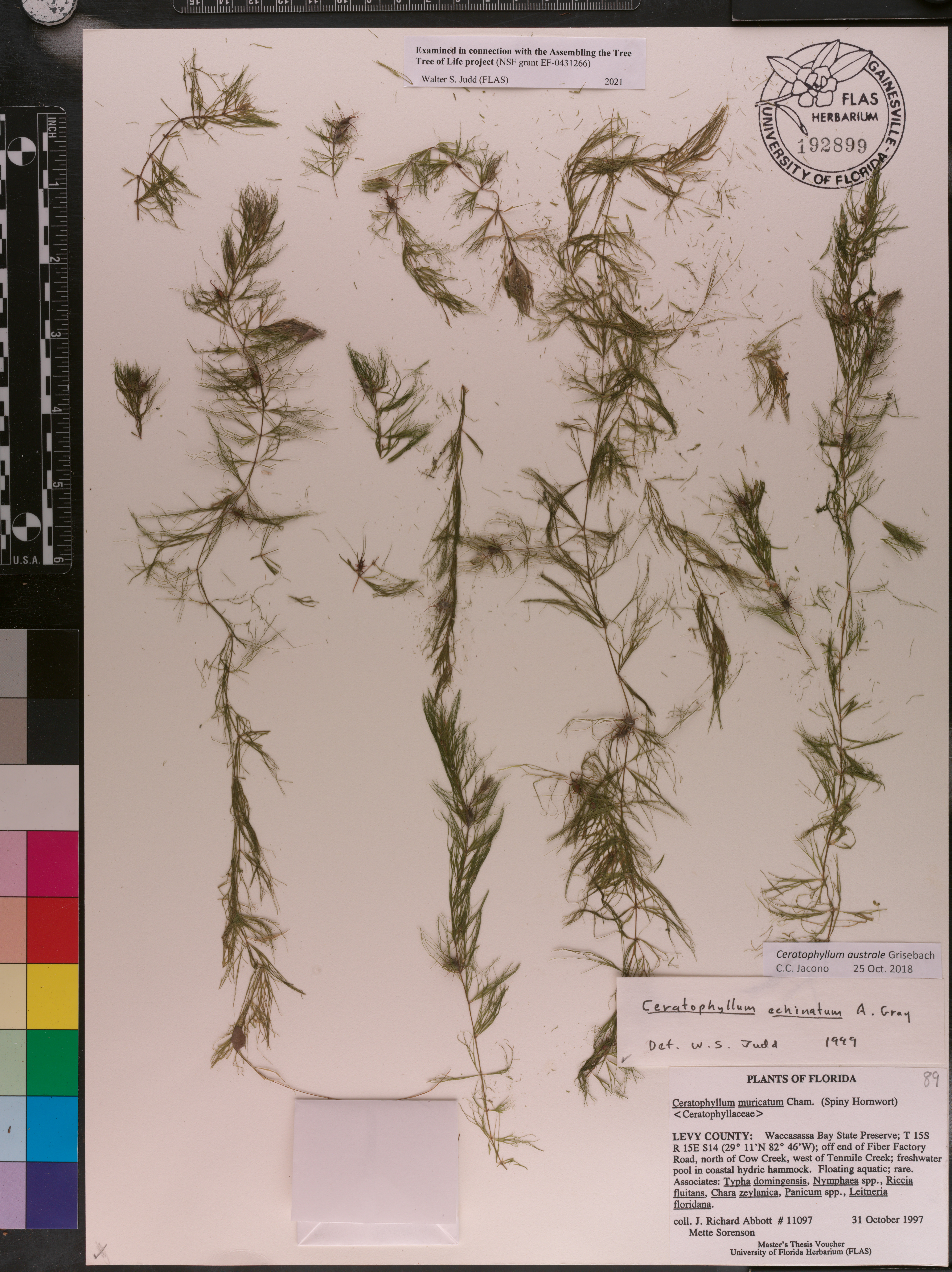 Ceratophyllum australe image