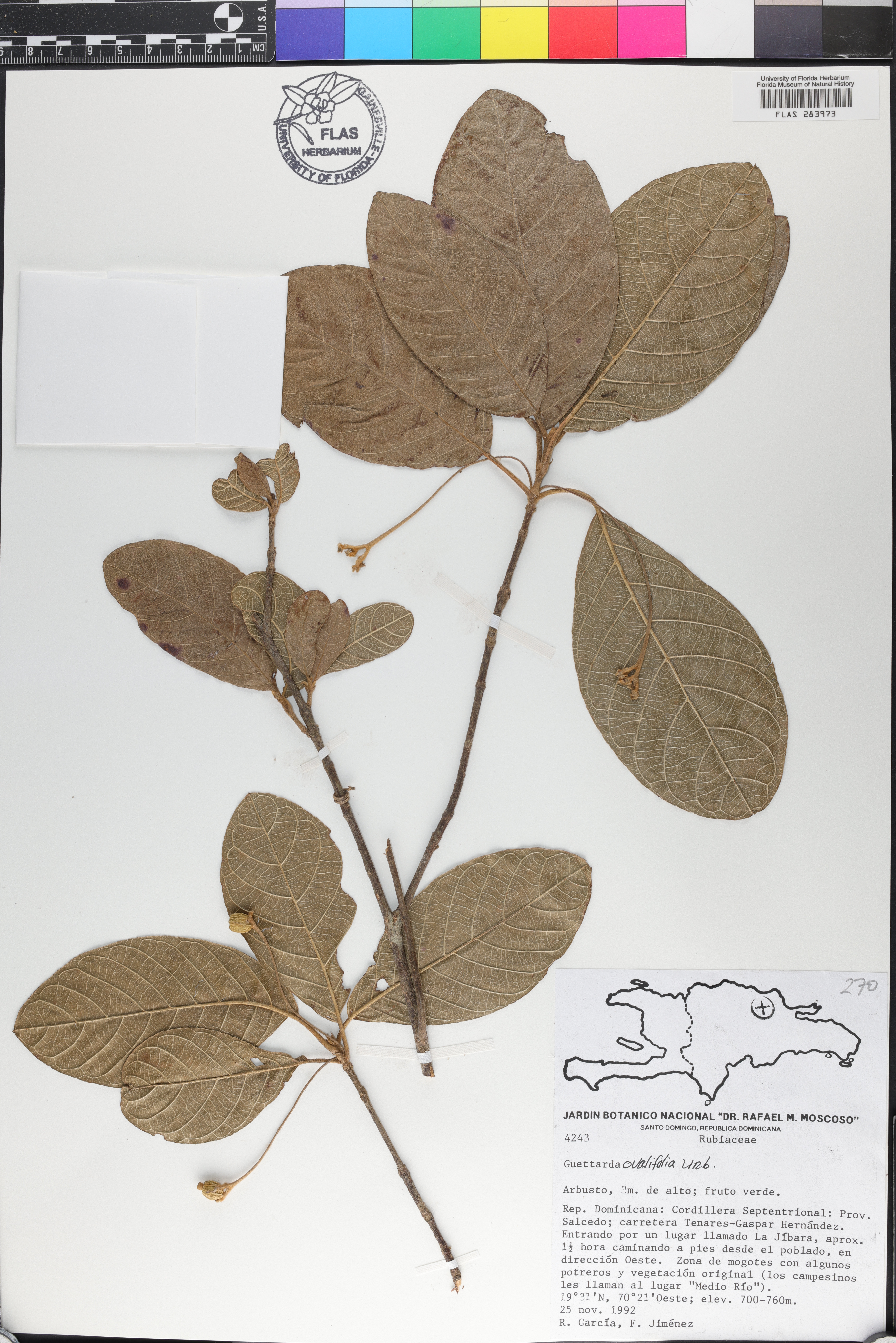 Guettarda ovalifolia image