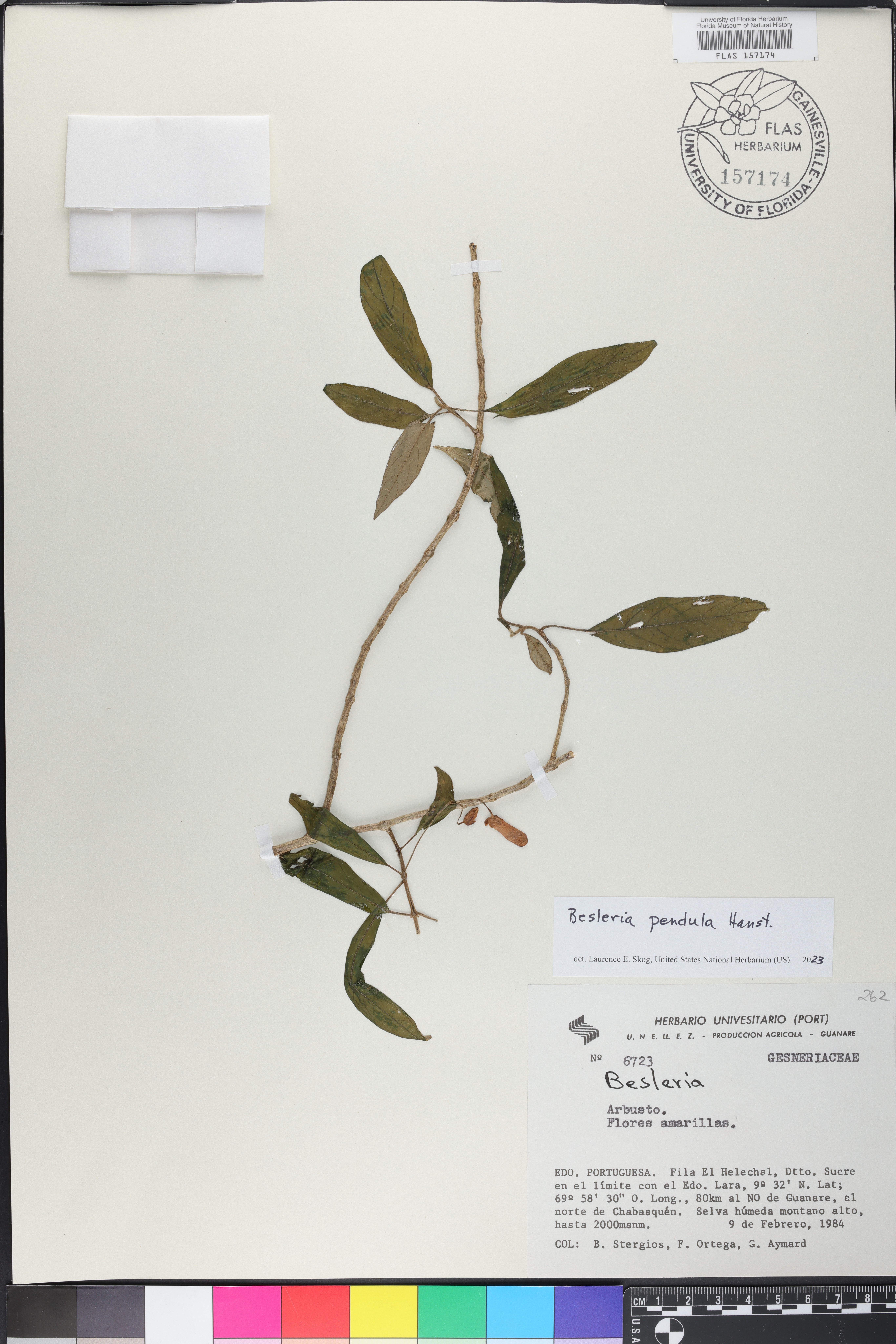 Besleria pendula image