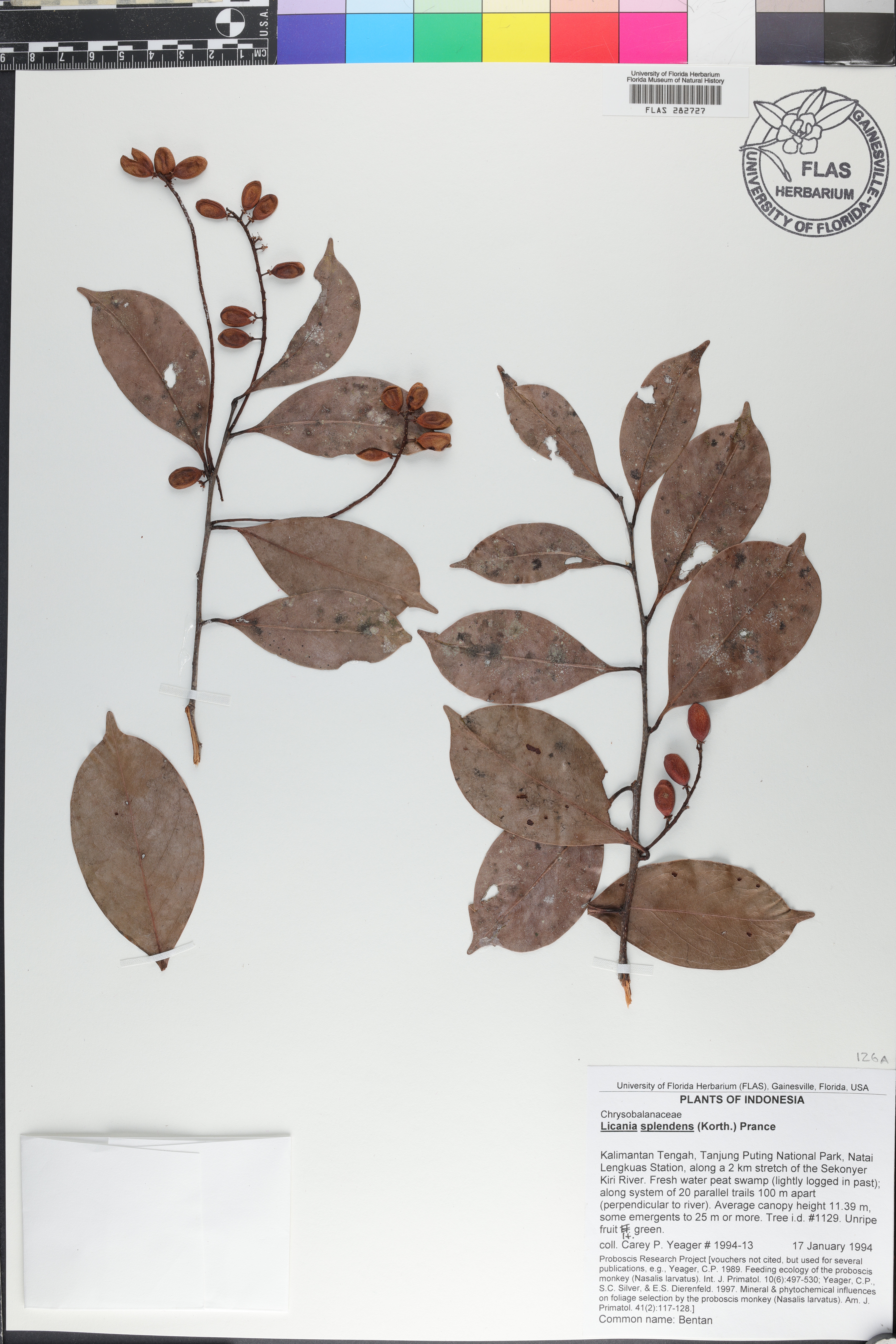 Angelesia splendens image