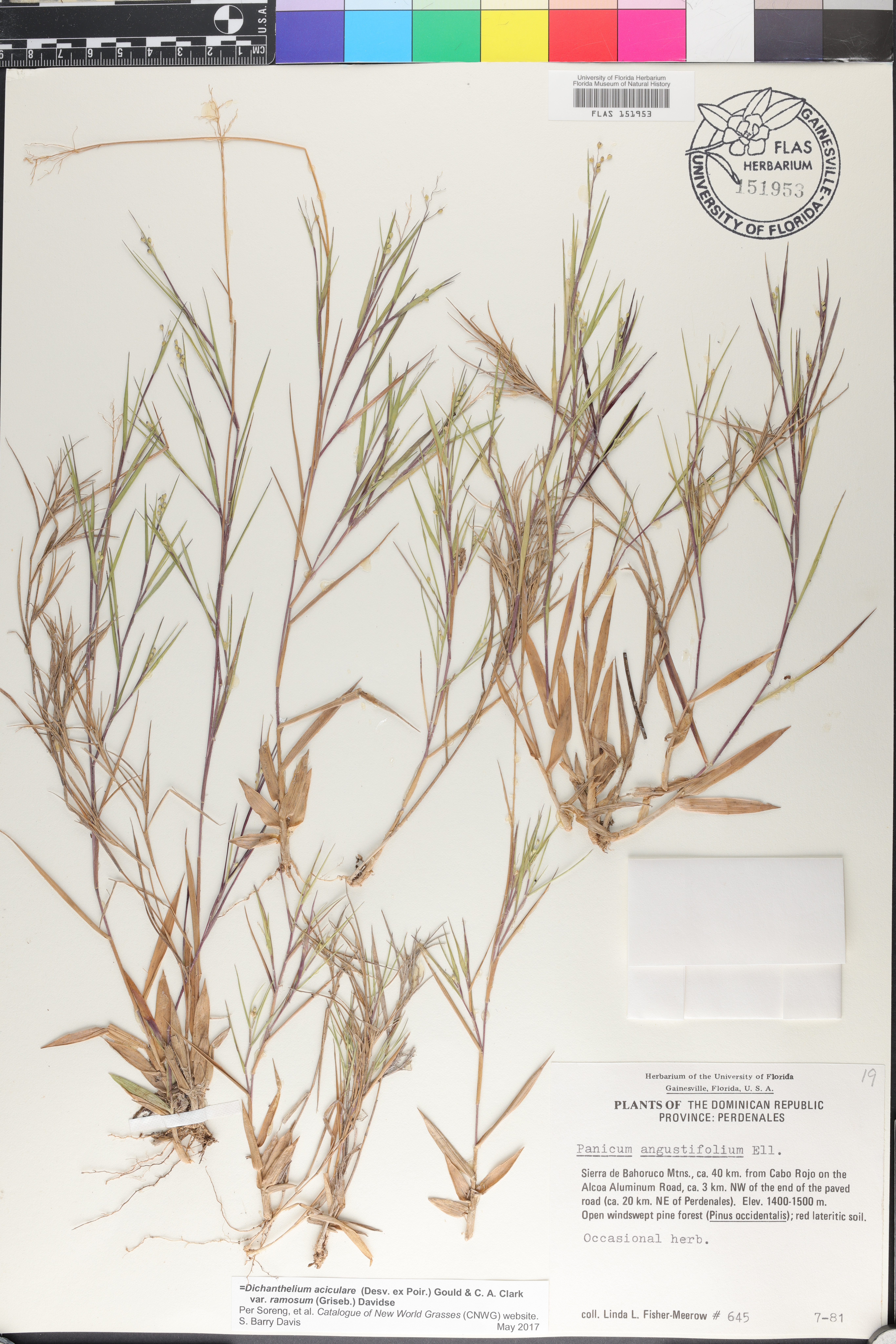 Dichanthelium aciculare var. ramosum image