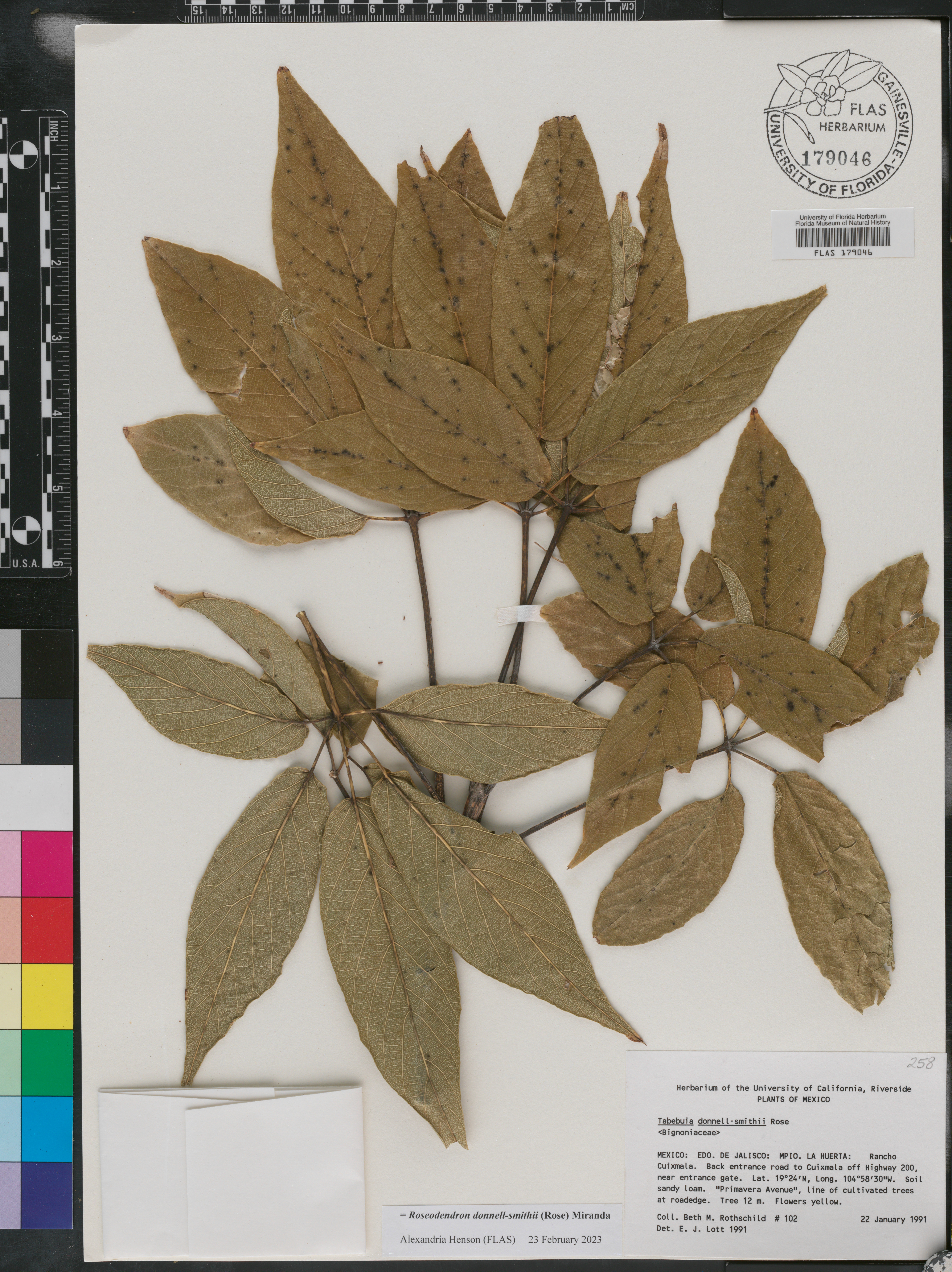 Roseodendron image