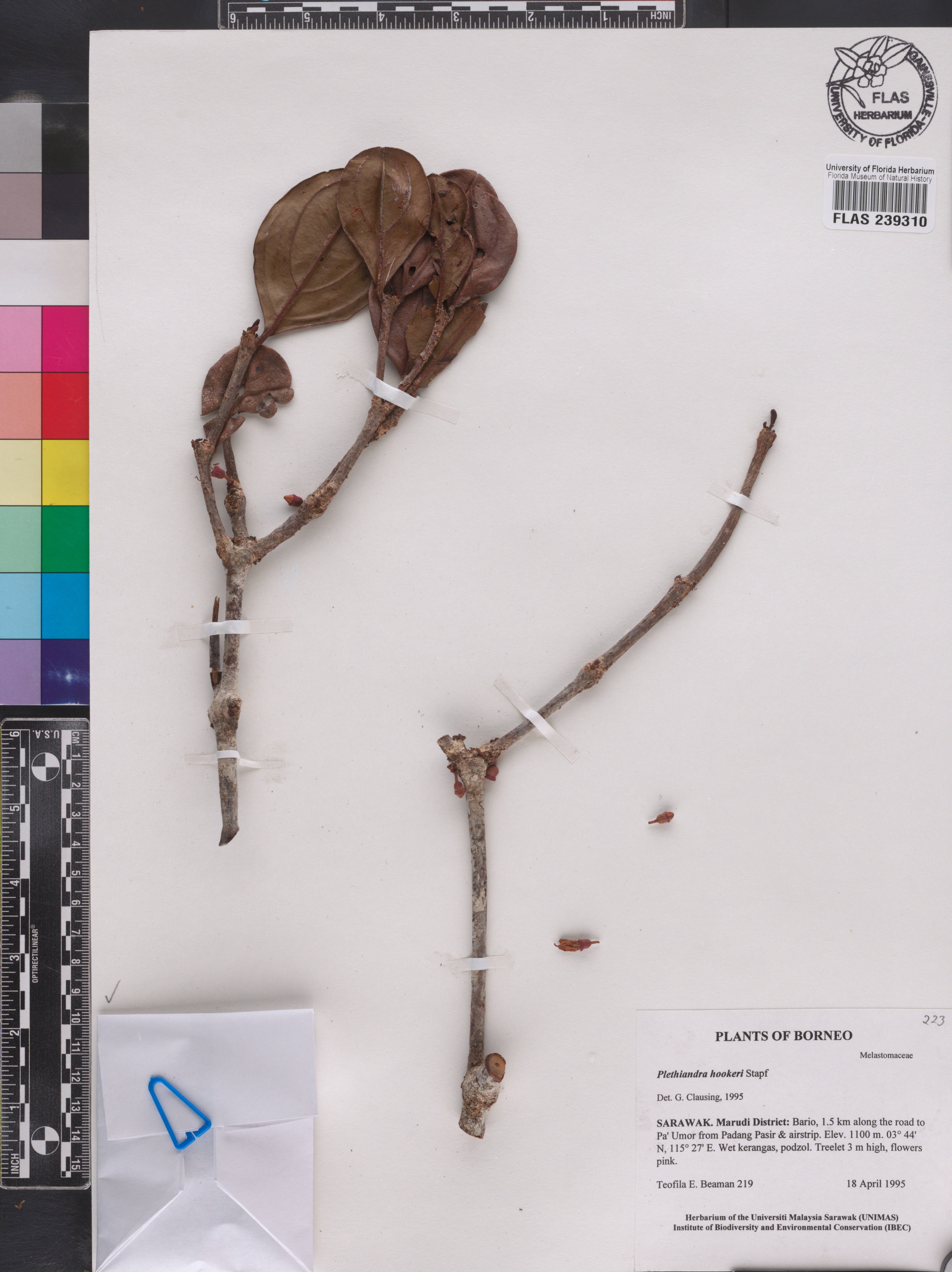 Plethiandra hookeri image