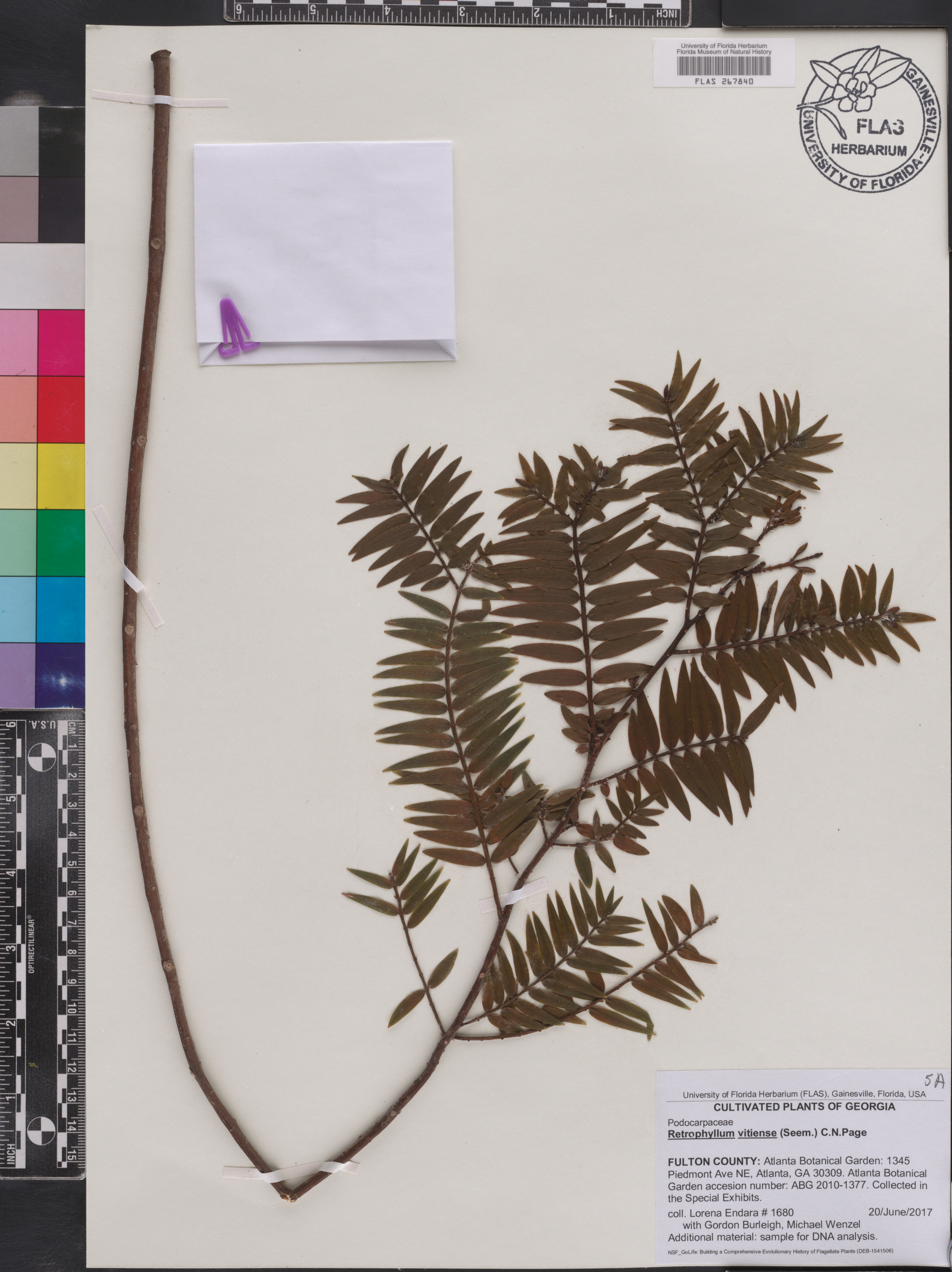 Retrophyllum vitiense thumbnail