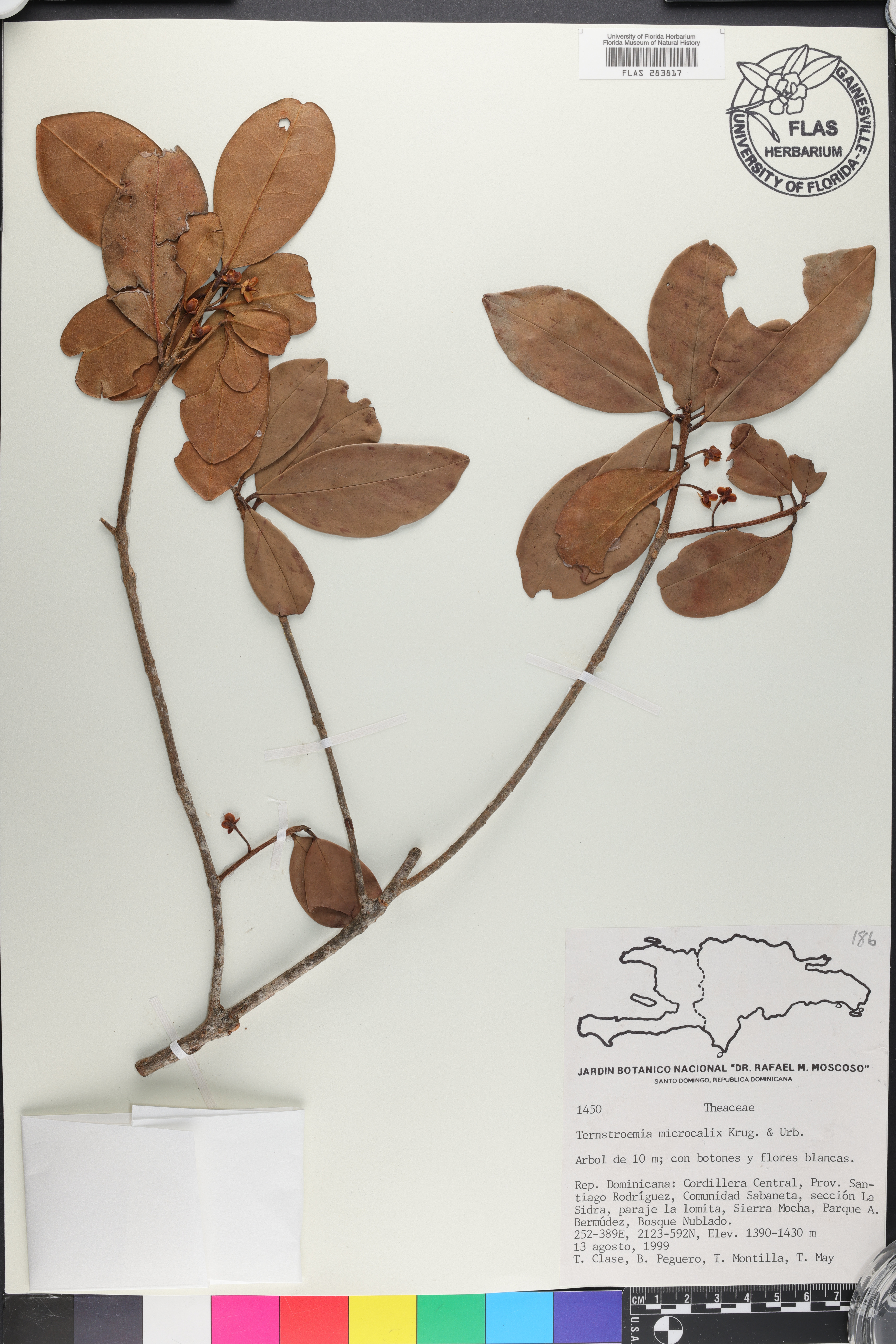 Ternstroemia microcalyx image