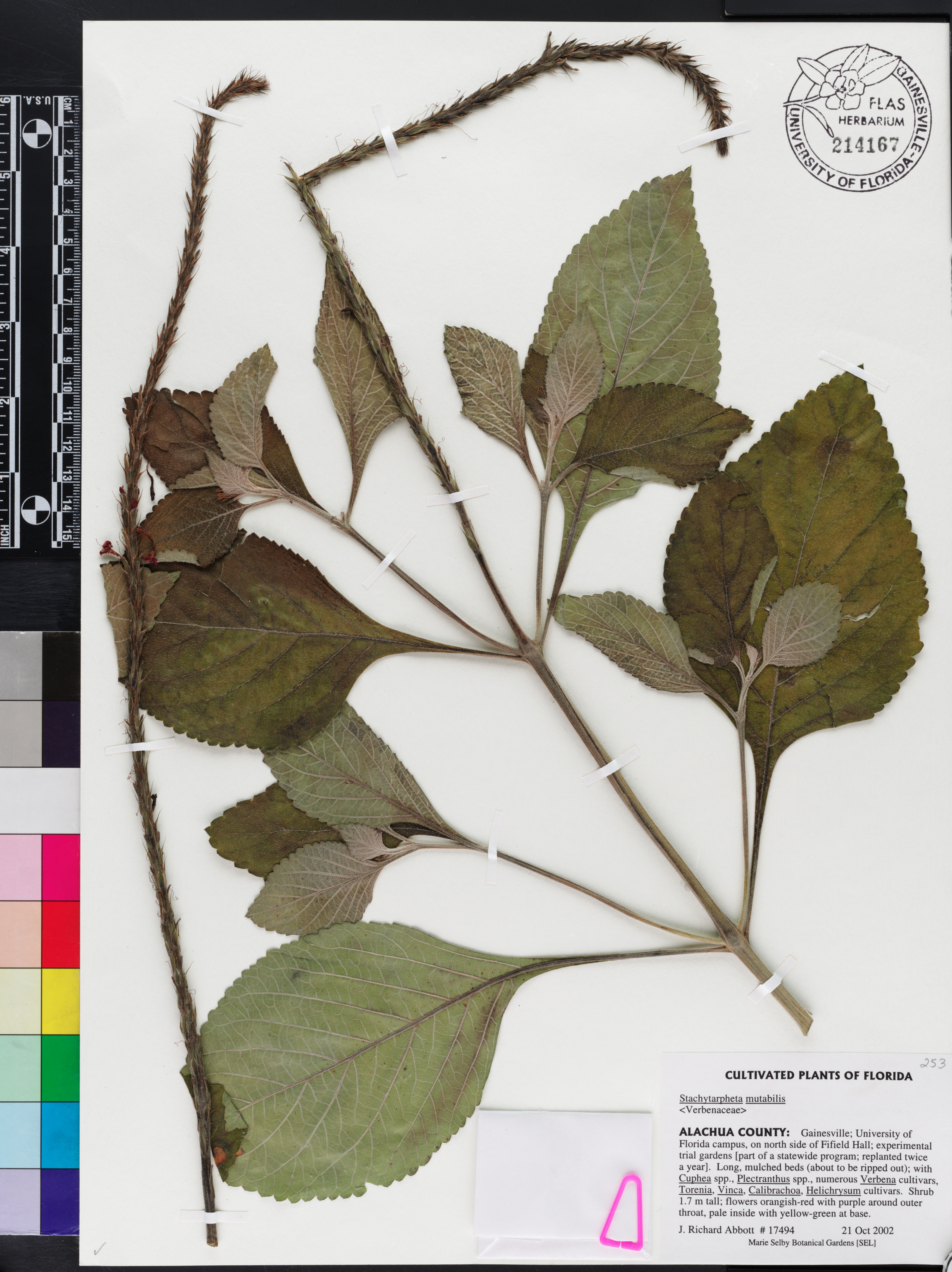 Stachytarpheta mutabilis image