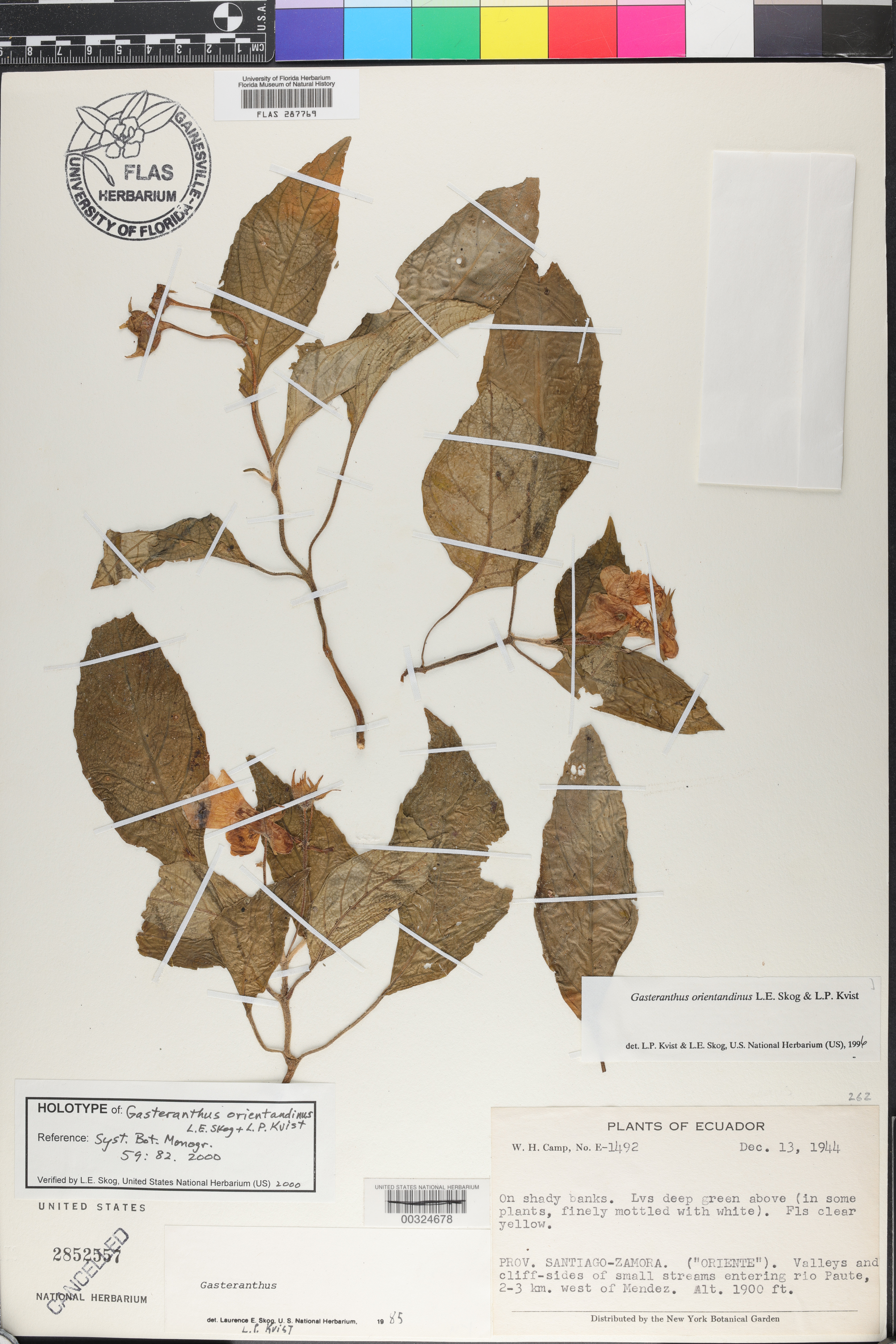 Gasteranthus orientandinus image