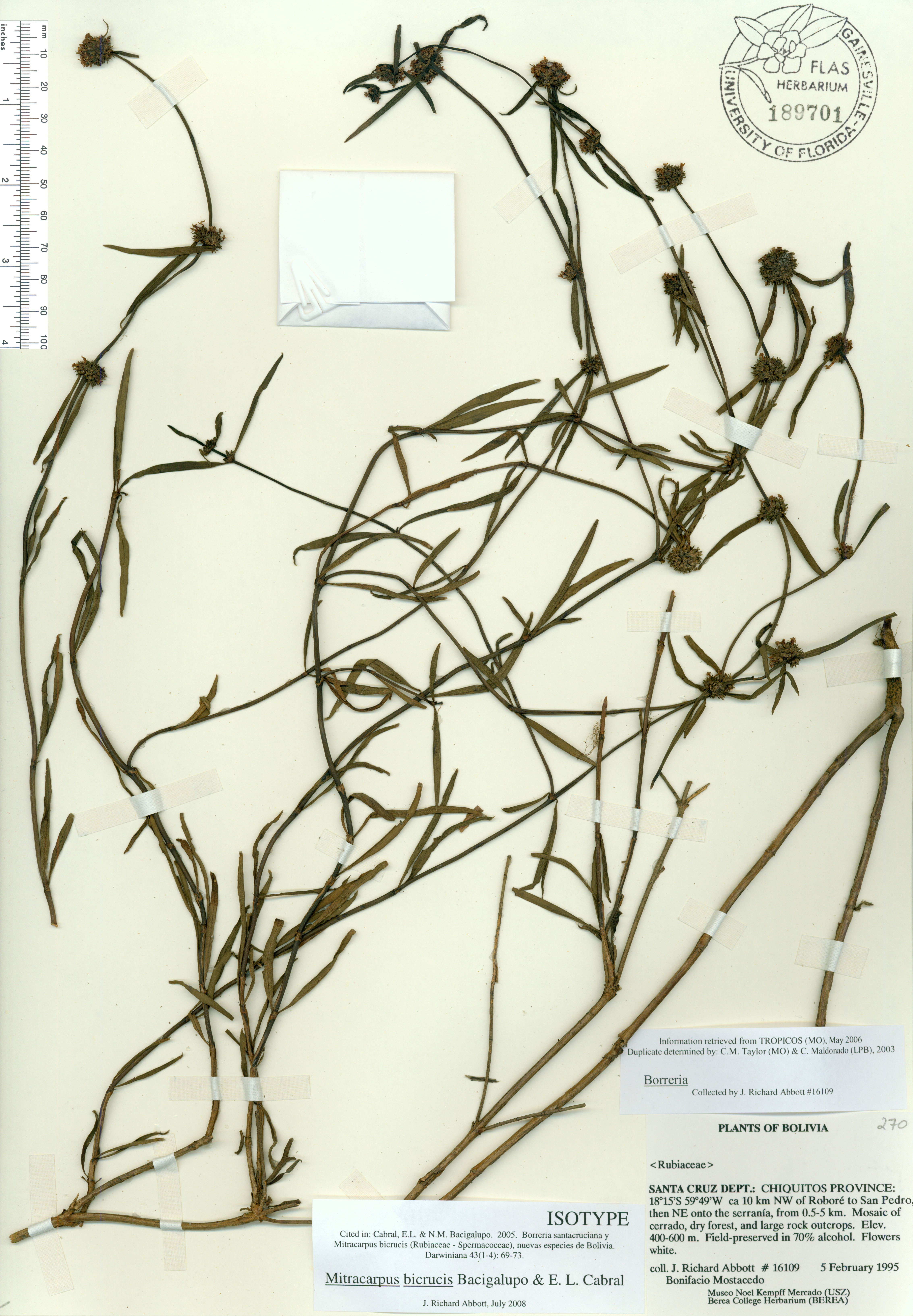 Mitracarpus bicrucis image