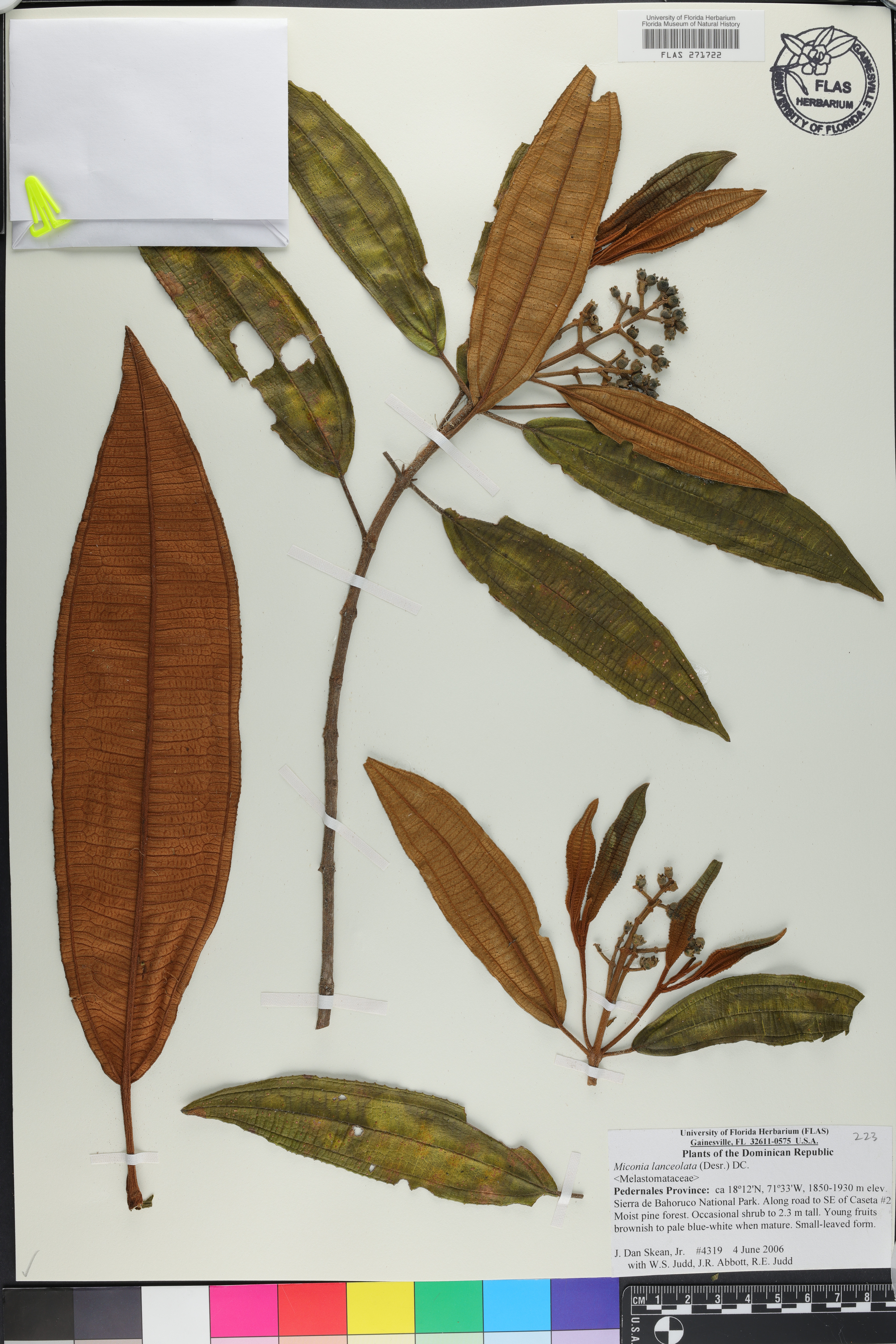 Miconia lanceolata image