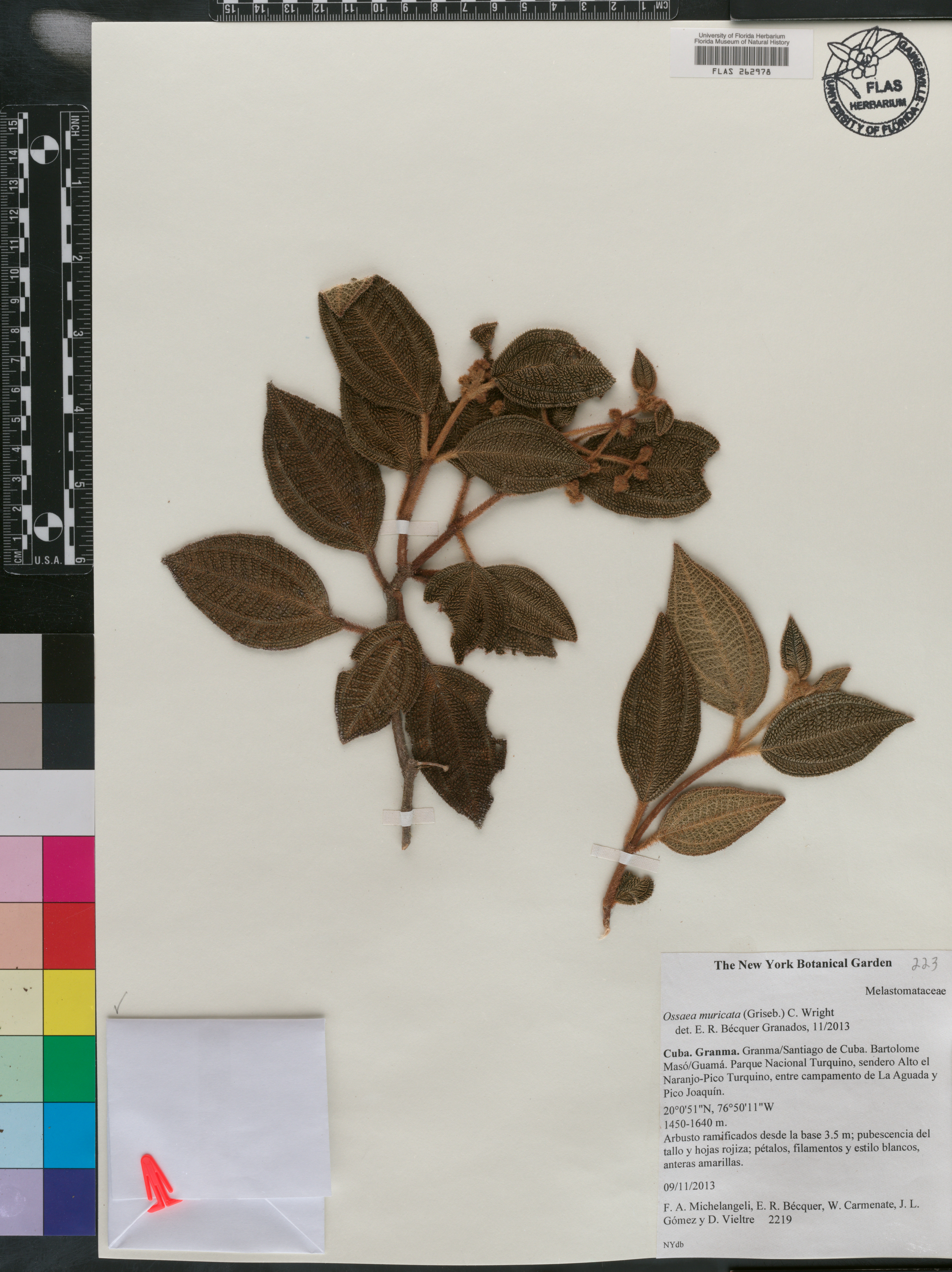 Miconia argentimuricata image