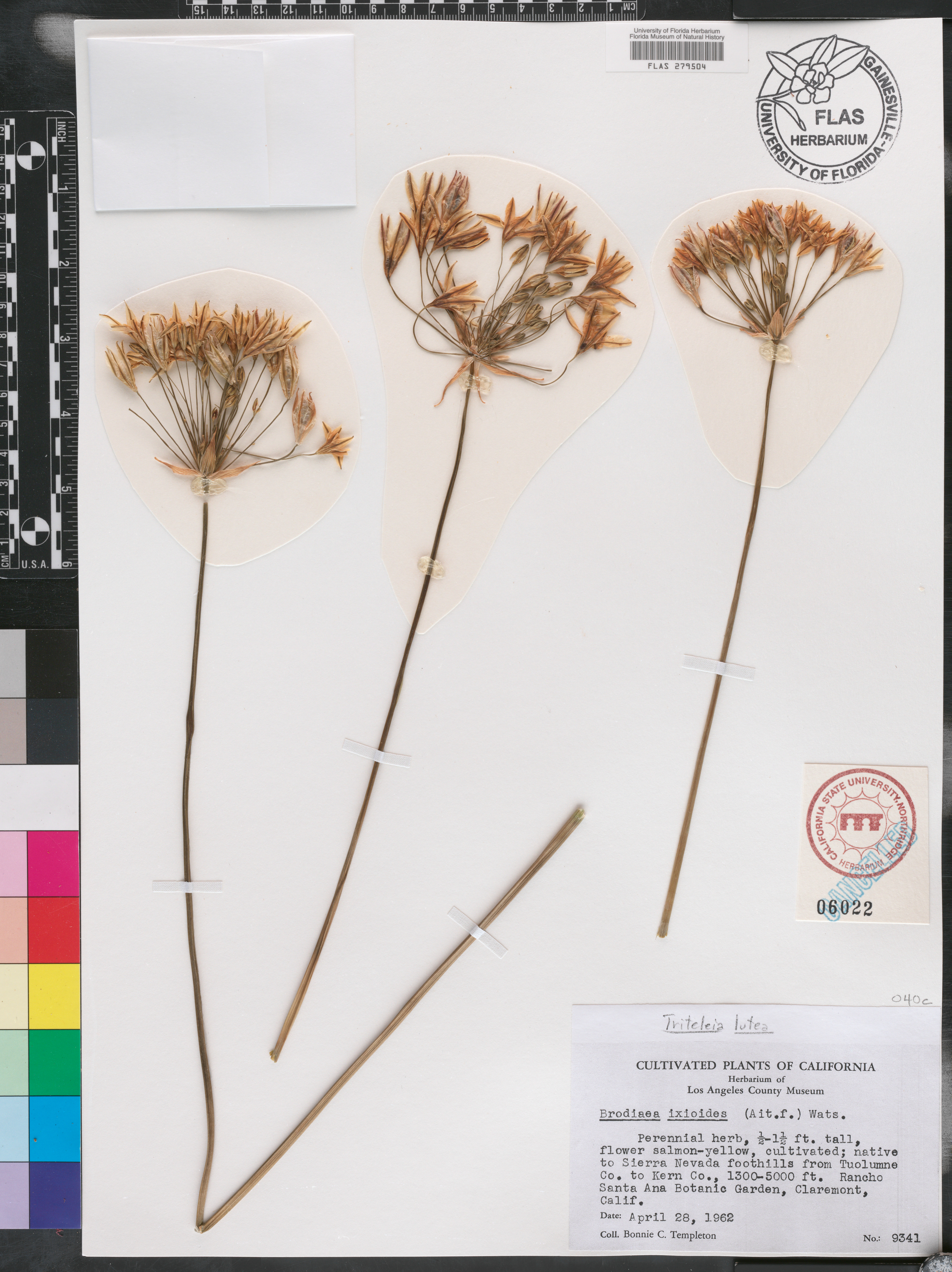 Brodiaea ixioides image