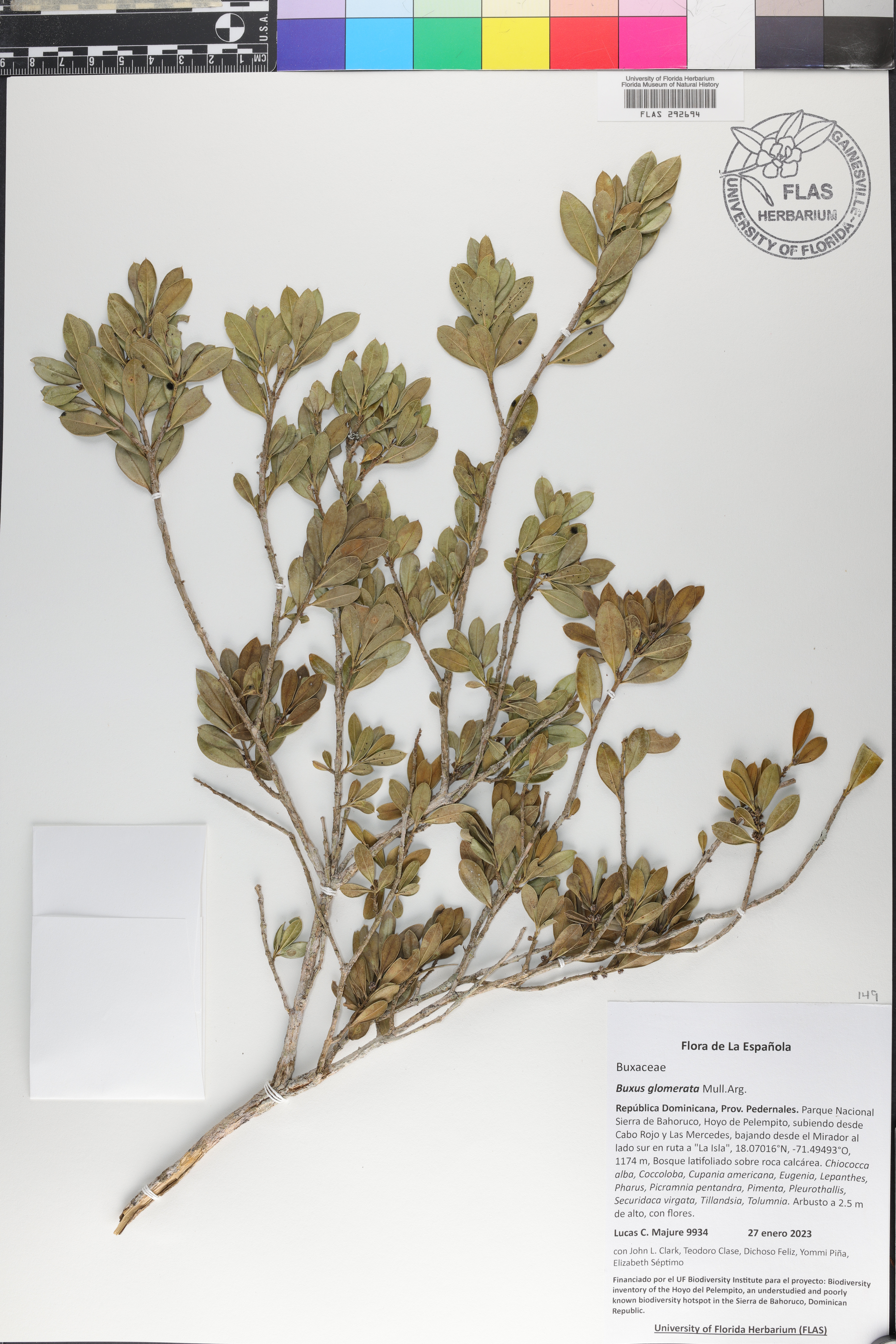 Buxus glomerata image