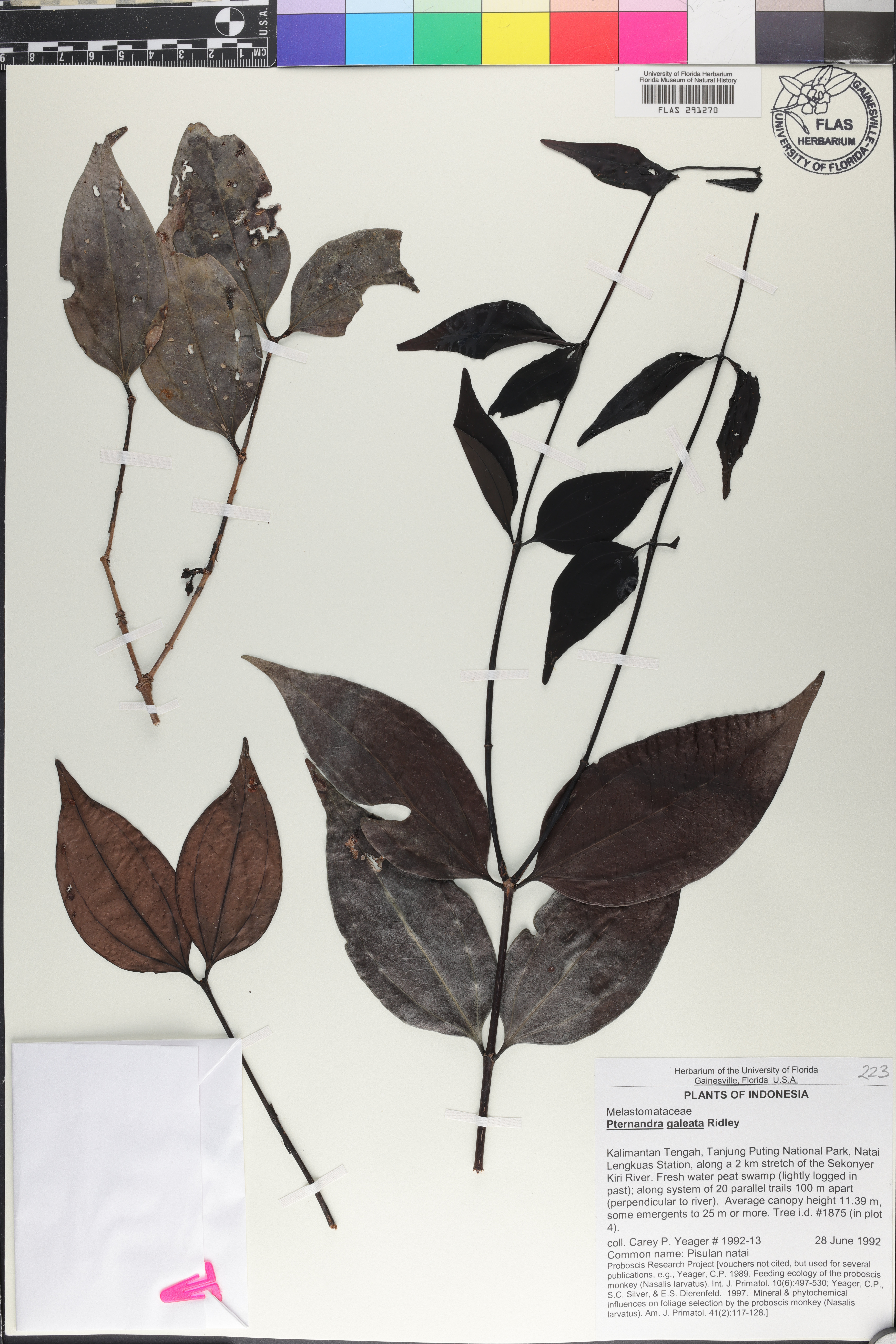 Pternandra galeata image